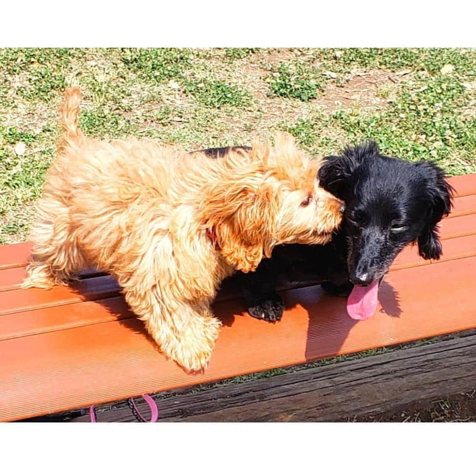 布川敏和さんのインスタグラム写真 - (布川敏和Instagram)「姉妹犬～♡♡ . #愛犬 #ダックスフンド #ダップー #姉妹犬 #布川敏和」5月19日 12時38分 - fukawatoshikazu