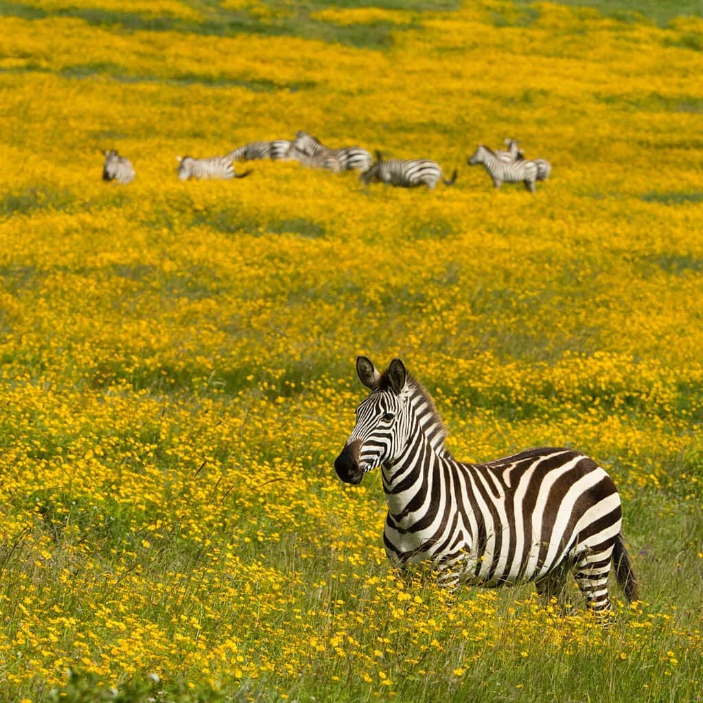 Tim Lamanさんのインスタグラム写真 - (Tim LamanInstagram)「Photo by @TimLaman.  Zebra and wildflowers.  Ngorongoro Conservation Area, Tanzania. Stay tuned to @TimLaman for more from my ongoing wildlife safari. #Ngorongoro #Tanzania #zebra #Africa #hopecollege」5月19日 12時45分 - timlaman