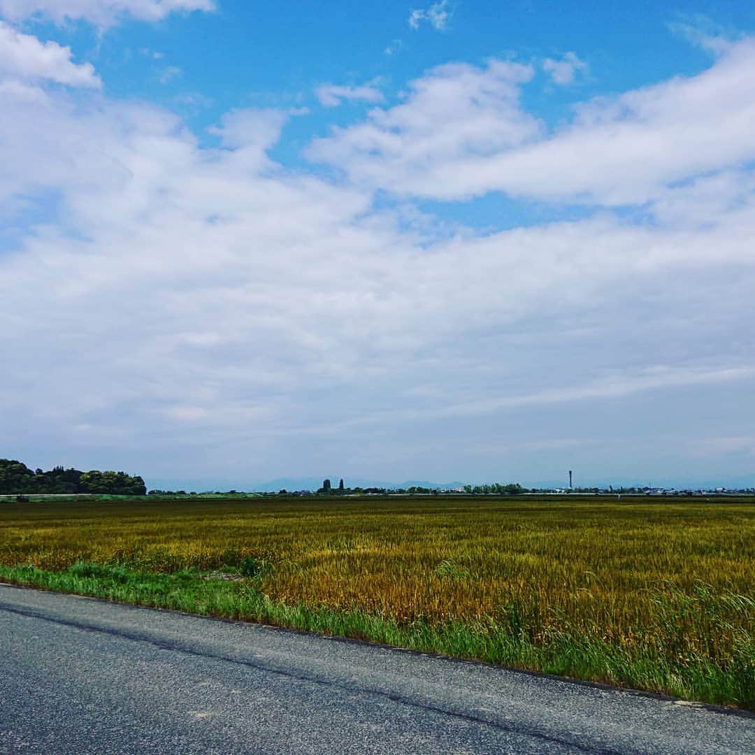竹内弘一さんのインスタグラム写真 - (竹内弘一Instagram)「田園風景。広々として気持ちいいなあ。#彦根」5月19日 12時45分 - takeuchi_koichi