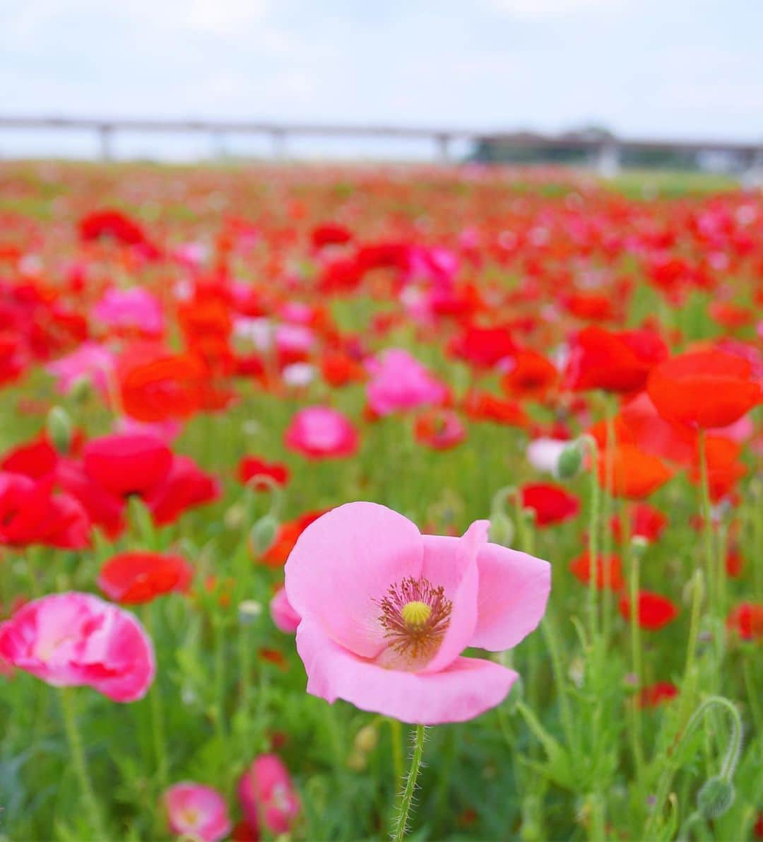 meekooさんのインスタグラム写真 - (meekooInstagram)「皆んな可愛くて主役を決めるのが難しい☺️ ・ location：埼玉県 #ポピーハッピースクエア  2019.5.18撮影  #りんご旅2019」5月19日 13時13分 - meekoo