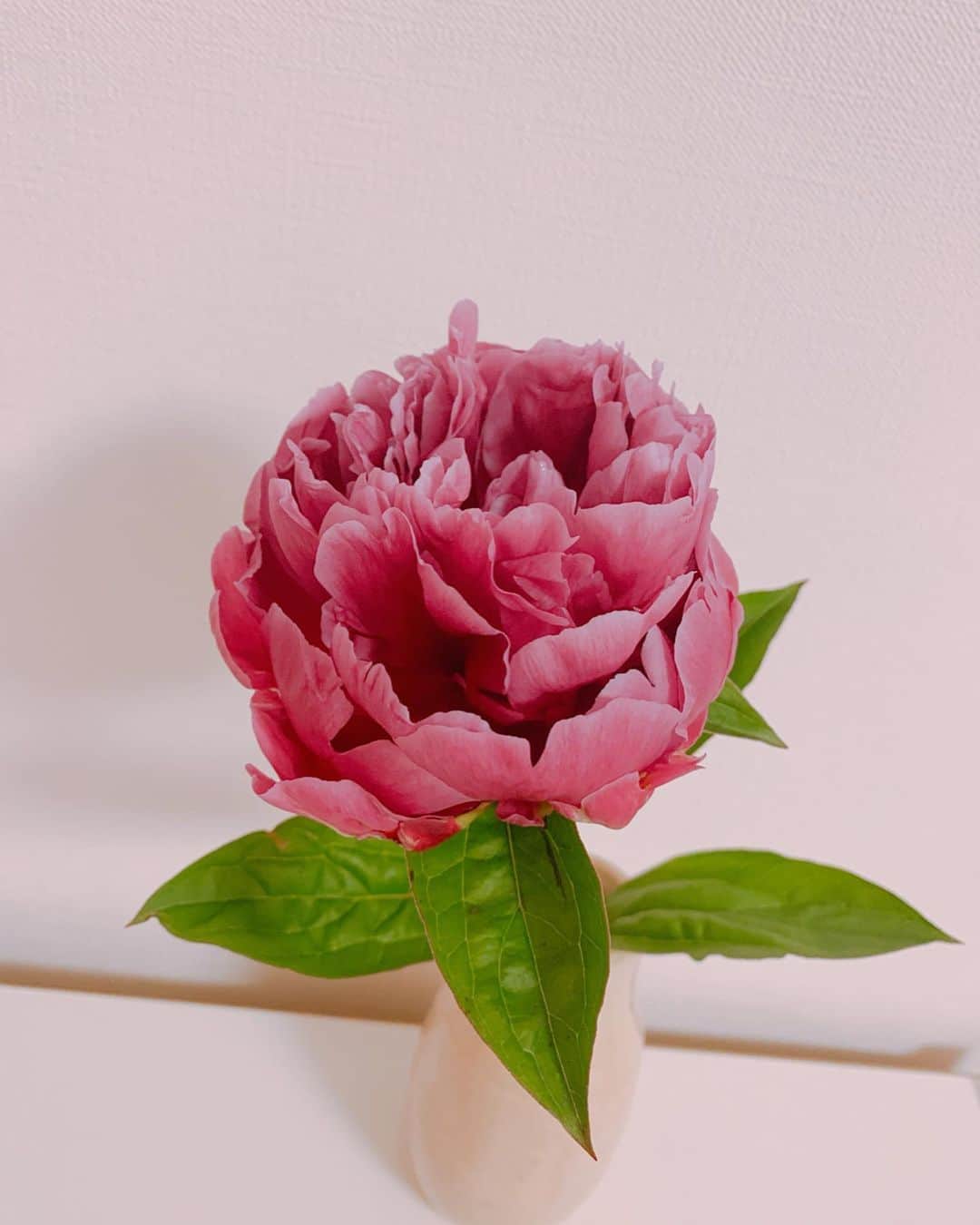 傳谷英里香さんのインスタグラム写真 - (傳谷英里香Instagram)「咲きました…！ 3日前は、コロンとした小さな蕾だったのに 数時間ごとに、どんどん開いていって🌷  見る度に、成長・変化していて楽しい。  はて、このお花は何という名だろう🤔？ わかる人いますか？」5月19日 13時17分 - erika_denya