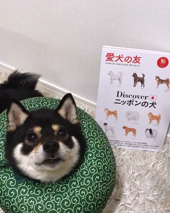 まめ丸のインスタグラム：「* * 愛犬の友5月号にのせてもらったよ🐶💓 日本犬特集でおもしろいよー🐕🇯🇵❣️ @aikennotomo * * #気になる日本犬Instagramのコーナー #今日のフセはこれでもはやいほう #しっぽがんばってふってるからみてね * #柴犬#豆柴#柴#黒柴#黒豆柴#犬#ふわもこ部#shiba#shibainu#shibastagram#shibadog#puppy#instadog#dogstagram#dog#mameshiba#instashiba#petstagram#pet#buzzfeedanimals#cute#cutedog#강아지#멍스타그램#doglover#まめ丸出演情報」