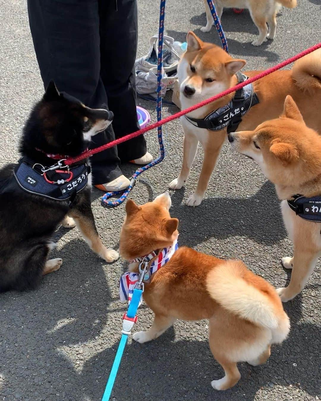 豆柴 サニーちゃんのインスタグラム