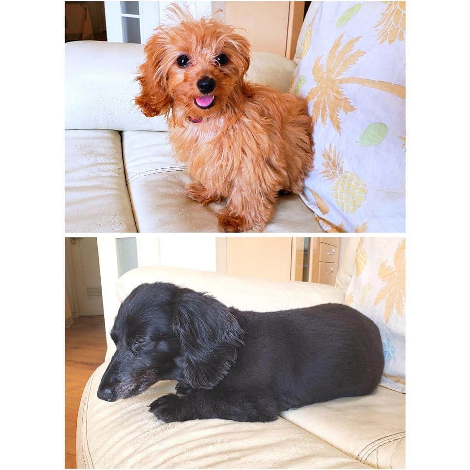 布川敏和さんのインスタグラム写真 - (布川敏和Instagram)「5ヶ月のパピー犬と、還暦の老犬～🐾 , #愛犬 #ダックスフンド #ダップー  #歳の差 #どちらも #可愛い #布川敏和」5月19日 13時51分 - fukawatoshikazu