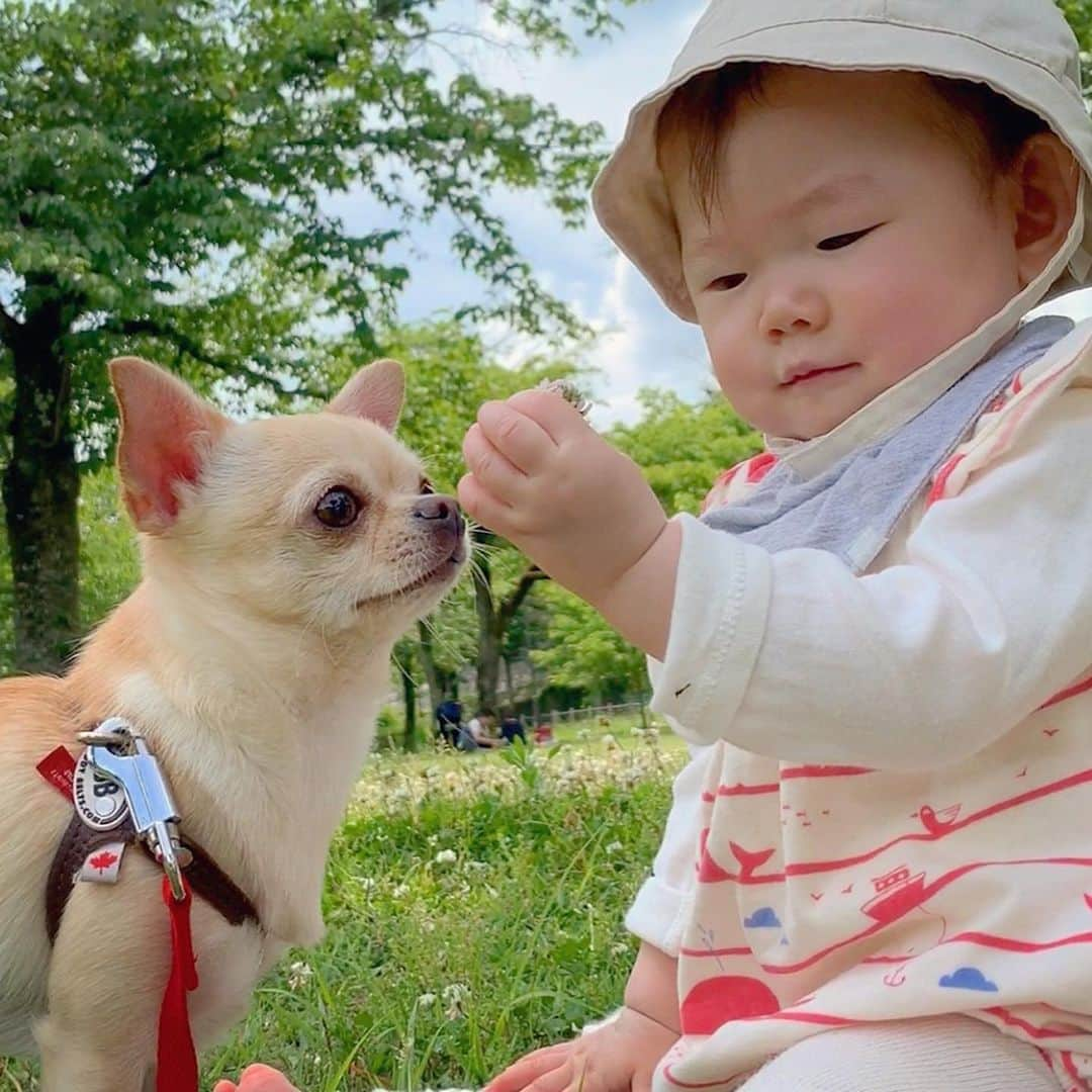 巴田みず希さんのインスタグラム写真 - (巴田みず希Instagram)「初めて記念日☘ ・ 娘が、初めて芝生に触れた記念日✨ ・ 今まで、ベビーカーだったり抱っこだったりで公園や牧場に行っていたけど、初めて芝生遊びをしたよ🍀 ・ シロツメクサをつんで、興味津々、小晴くんとあーだこーだやって、最終的にパクッ🤭 ・ 花の方食べてた笑 ・ 美味しかったかな笑😂 ・ 飲み込んではいません🙋‍♀️✨笑 ・ 小晴くんともボール🥎とフリスビー🥏遊びをしたよ♡ ・ 芝生遊びがとっても楽しかったみたいで、帰りはずっとハイテンション、ご機嫌な二人でした👶🐕✨ ・ またみんなで行こうね🐝☘✨ ・ #公園 #芝生デビュー #park #glasses #シロツメクサ #spring #ワンコ同伴 #犬同伴 #お出かけ #赤ちゃんとお出かけ #赤ちゃんと犬のいる生活 #赤ちゃんのいる生活 #9ヶ月 #9monthsbaby #初めて記念日 #whatabeautifulday #育児 #子育て #幸せな時間 #30代初ママ #新米ママと繋がりたい #ママリ #女の子ママ #babyandme #babygirl @rurubucom #rurubu1st #rurubuandmore #repostrurubu」5月19日 13時55分 - mizukitomoda