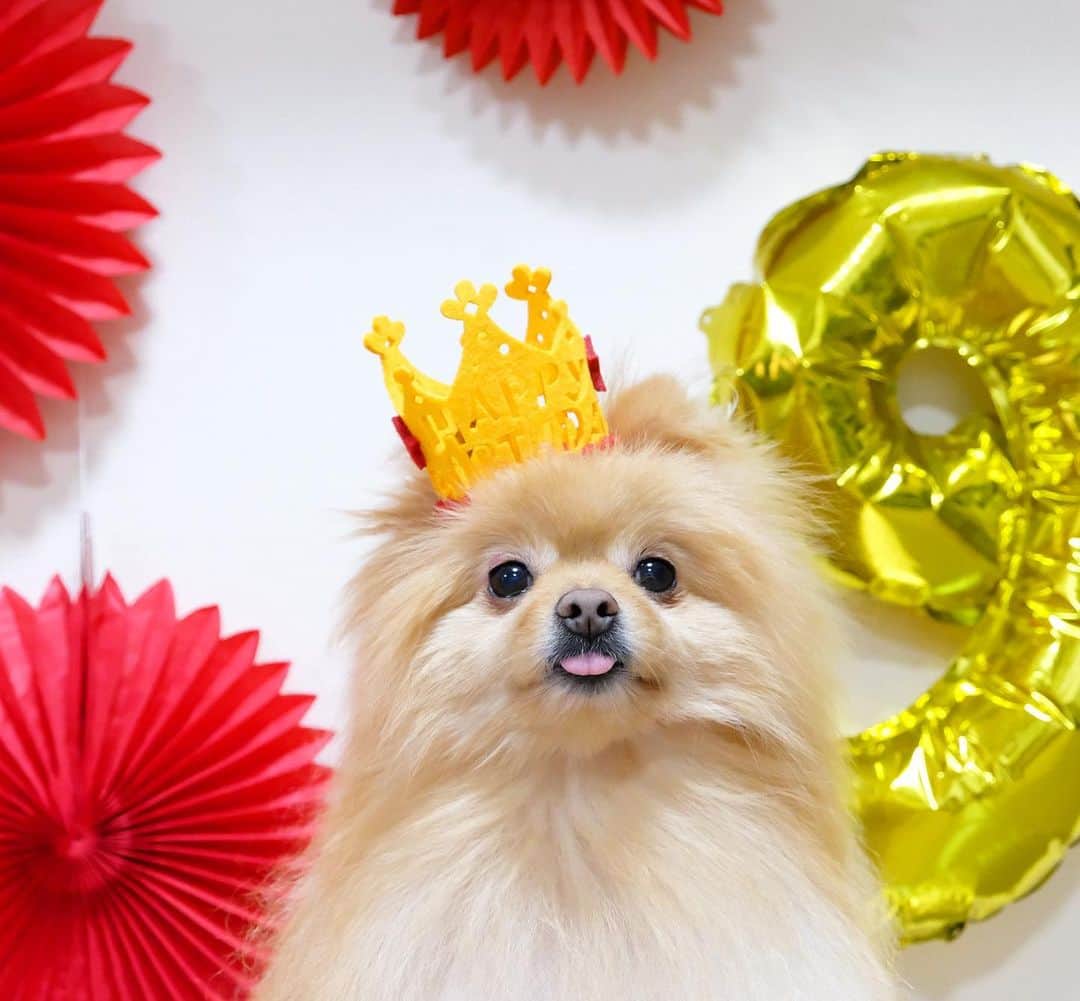 Hanaさんのインスタグラム写真 - (HanaInstagram)「* ブログ更新しました♪ * 👅 * 舌チロはお姉の十八番 * #happy#happybirthday  #誕生日 * * #Pomeranian#pom#pompom#pomstagram#pets#fluffy#dogs#doglover#dogsofinstagram#dogstagram#Japan#Kawaii#fluffydog#ポメラニアン#犬#いぬら部#chien#pecoいぬ部#포메라니안#もふもふ#可愛い#かわいい#cute#cutedog#funny#funnydog」5月19日 14時19分 - mofu2family