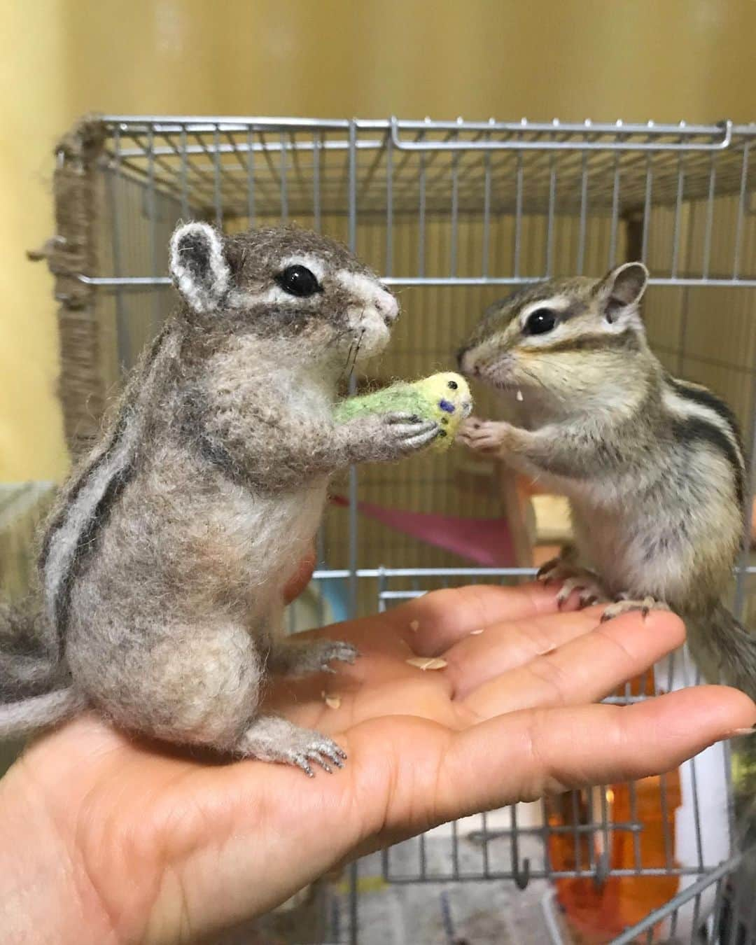 peace_0322さんのインスタグラム写真 - (peace_0322Instagram)「#リス#シマリス#ふわもこ部 ピース君とひより君の夢の共演😆 やっぱり本物そっくりですね😳 ３枚目は偽物リスさんに急に気がついて警戒してるし😂 ひより君気がつくの遅いよ😂」5月19日 14時22分 - peace_0322