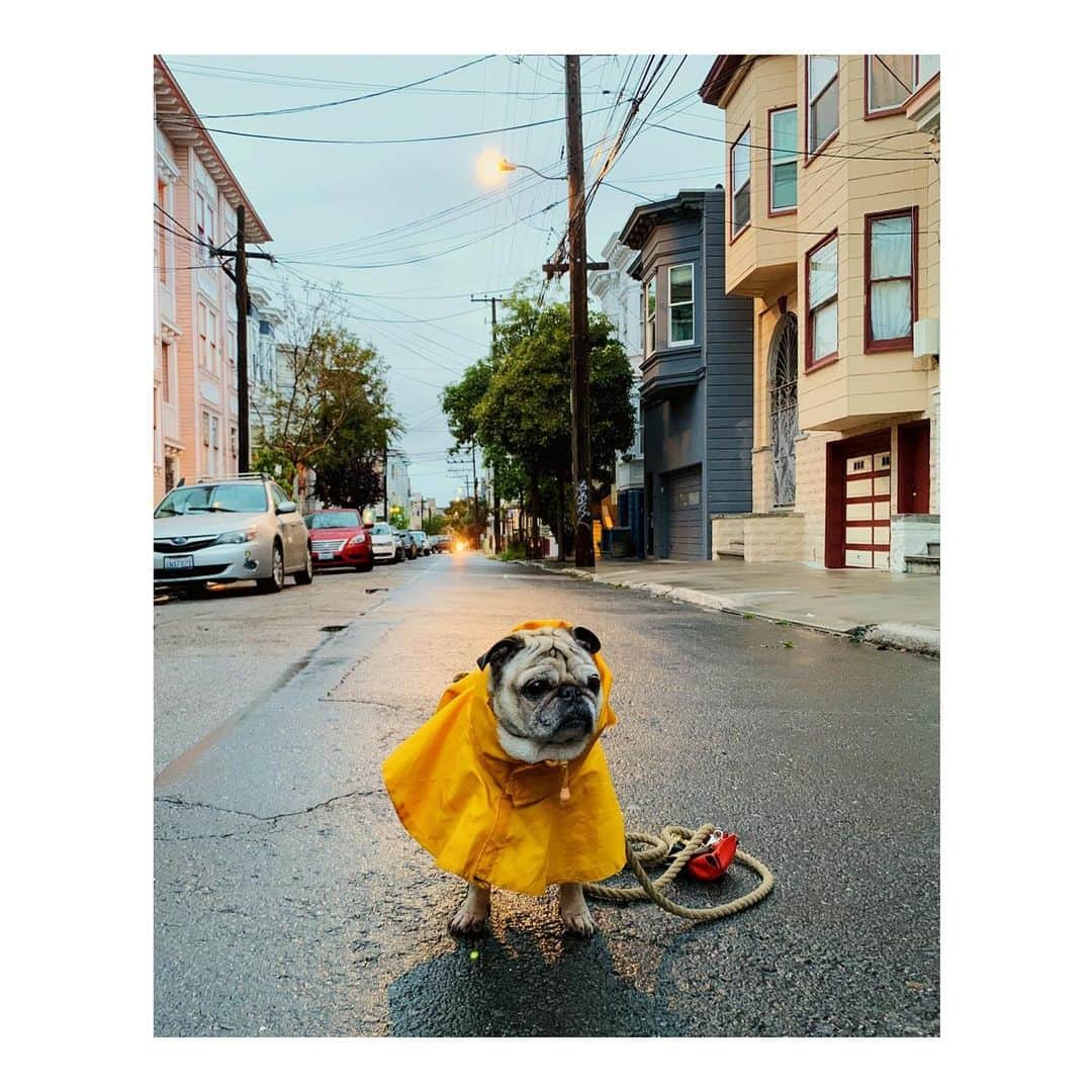Melissa Santiagoのインスタグラム：「Puddle piggy ☂ 🌧  #LeicaHarrietPancakes #DailyPug #Pug」
