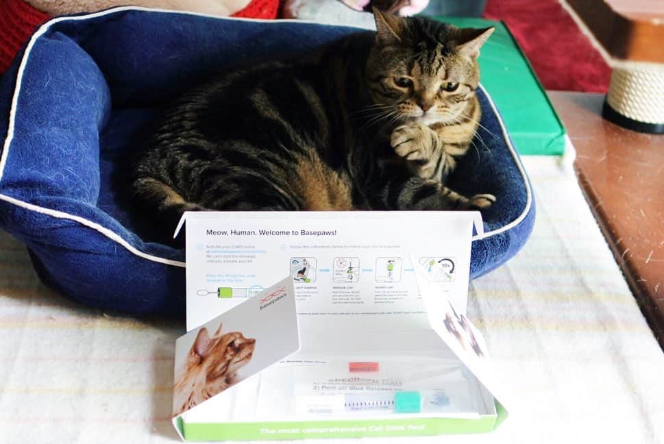 sancheloveさんのインスタグラム写真 - (sancheloveInstagram)「自宅で出来る手軽な#DNA検査 、米国のBasepaws社が開発した、猫の遺伝子検査テストキット（現在95米ドル）をモニターさせていただきました。綿棒でだ液サンプルを採取して送られてきた箱でBasepaws社に返送し、あとは検査結果のレポートを待つだけ。この検査で健康に関する様々な情報から、祖先や生まれ持った性質の予測などを知ることが出来るそうです。レポートが届いたらまたご報告します。ドキドキ😳💦 誰にしようか迷って、今回は季節の変わり目に体調を崩しがちなつくねさんで。@basepaws #basepaws」5月19日 14時29分 - sanchelove