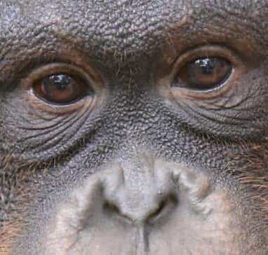 OFI Australiaさんのインスタグラム写真 - (OFI AustraliaInstagram)「“Looking into the calm, unblinking eyes of an orangutan we see, as through a series of mirrors, not only the image of our own creation but also a reflection of our own souls and an Eden that once was ours.” -Dr. Biruté Mary Galdikas, from Reflections of Eden  ________________________________ 🐒 OFIA Founder: Kobe Steele 💌 kobe@ofiaustralia.com | OFIA Patron and Ambassador: @drbirute @orangutanfoundationintl |  www.orangutanfoundation.org.au 🐒  #orangutan #orphan #rescue #rehabilitate #release #BornToBeWild #Borneo #Indonesia #CampLeakey #orangutans #savetheorangutans #sayNOtopalmoil #palmoil #deforestation #destruction #rainforest #instagood #photooftheday #environment #nature #instanature #endangeredspecies #criticallyendangered #wildlife #orangutanfoundationintl #ofi #drbirute #ofi_australia #ofia #FosterAnOrangutanToday」5月19日 14時39分 - ofi_australia