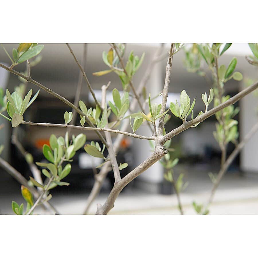 植物のある家さんのインスタグラム写真 - (植物のある家Instagram)「ーオリーブー . バックの山と緑が被ってわかりづらい…… . 暖かくなってきてオリーブの新芽もどんどん出てきてます . 鉢植えでもっている普通のオリーブ達も3年越しぐらいでようやく新芽が出てきだしましたよ . #新緑が一番好き . #マイホーム #植栽 #植物のある暮らし #植物のある家 #新築 #注文住宅 #住宅 #家 #中庭 #ウッドデッキ #オリーブ古木 #オールドオリーブ #新芽 #新緑 #庭 #オリーブ #レッドシダー #外構 #アウトドアリビング #アウトリビング #DIY #エクステリア #wooddeck #outdoor #myhome」5月19日 14時46分 - plusoneline