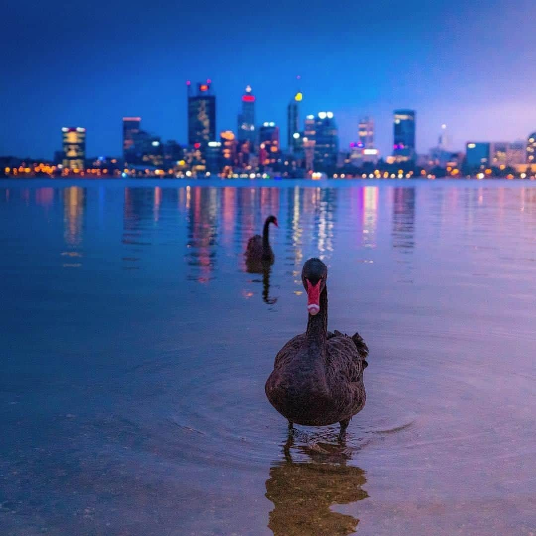 Australiaさんのインスタグラム写真 - (AustraliaInstagram)「Introducing the @destinationperth welcoming committee. 👋 Photographed by @tomproudfoot at #CoodeStreetJetty, graceful black swans are actually @westernaustralia’s official bird emblem, and for good reason - they’re rather abundant in this part of #Australia! They can, of course, be spotted on the aptly named #SwanRiver, but another hotspot to see these beautiful birds in large numbers is Lake Monger, a wetland area slightly north of #Perth’s CBD. And although they’re usually rather friendly, word on the street is it’s best not to feed #blackswans or try to get too close, as they’re still wild animals after all.  #seeaustralia #justanotherdayinwa #seeperth #city #wildlife」5月19日 15時00分 - australia