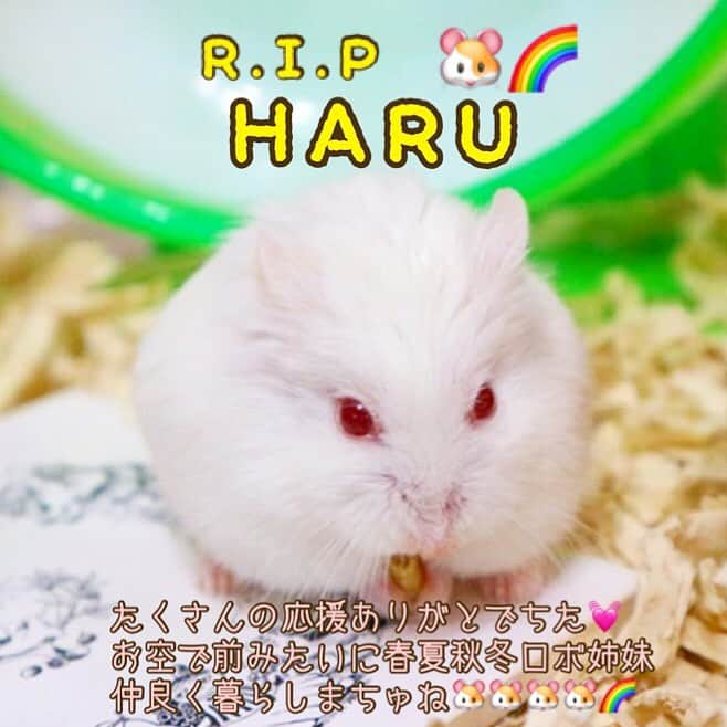 hamster_mocoのインスタグラム