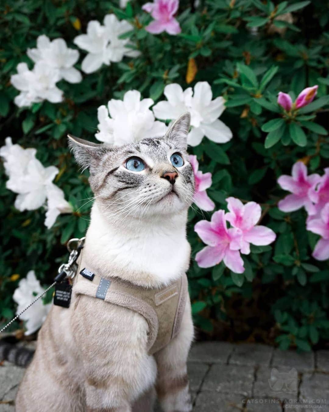 Cats of Instagramさんのインスタグラム写真 - (Cats of InstagramInstagram)「From @miso.tx: “Spring is in full swing 🌺” #catsofinstagram」5月19日 15時30分 - cats_of_instagram