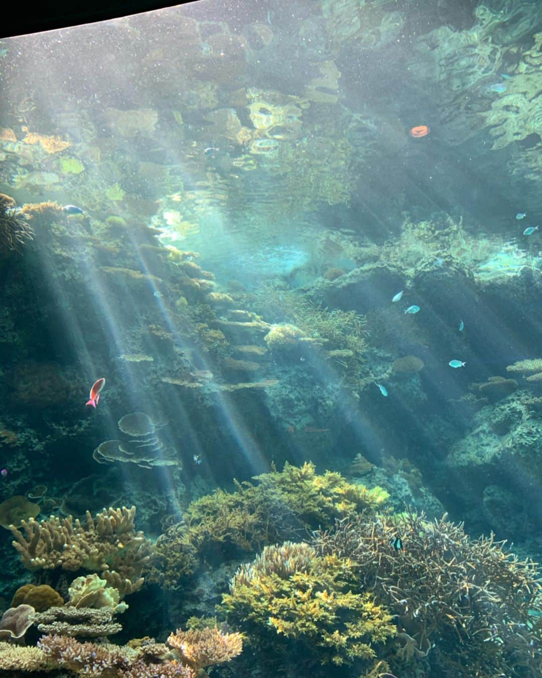 石塚絵梨さんのインスタグラム写真 - (石塚絵梨Instagram)「水族館が好きでよく行くんだけど、 大きな水槽にいるジンベイザメを見て、 おっきーー！と叫んでた娘😂💓 おっきーっと言えることにびっくり😂 楽しかったね❤️ #美ら海水族館 #沖縄 #babygirl#一歳5ヶ月」5月19日 15時45分 - ishi_eri1213