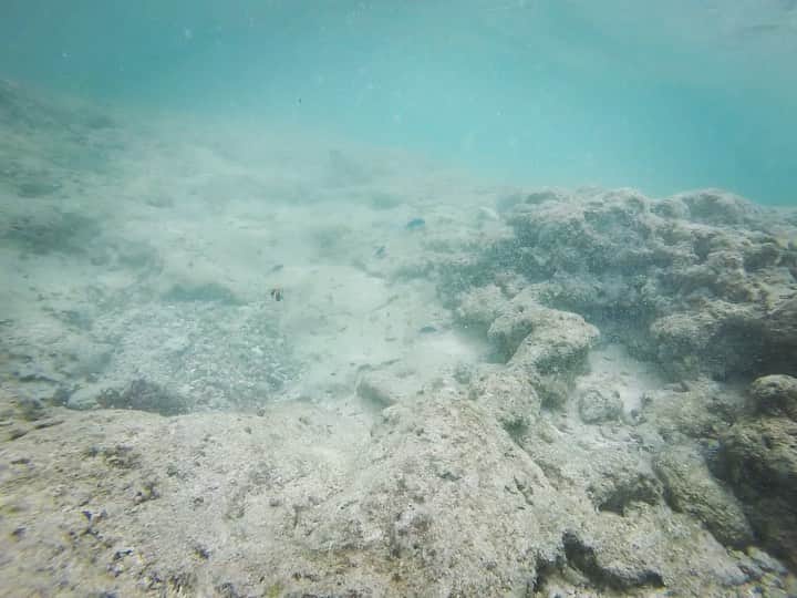 のインスタグラム：「Guam Sea🐠🧜‍♀️ 今回いつも海に行く時は必ず持っていくシュノーケルセットもこっちゃんがいるし、潜らないかなぁ🤔と思って持ってってなかったので、海全然潜ってないので唯一、こっちゃんを抱っこしながら行った @hotelnikkoguam のプライベートビーチの浅瀬の海の中🐠 膝くらいの浅瀬でも青や黄色の熱帯魚もたくさんいたよー💎🐠💛💙 潜れないこっちゃんがお魚見たい🥺と言うので、こっちゃん抱きながら、子供用ゴーグルで潜りながら撮ったからブレブレ😂 やっぱ海の中大好き😍 #guam #trip #sea #ocean #underthesea #hotelnikkoguam #nikkohotel #グアム #グアム旅行 #グアム旅 #海」