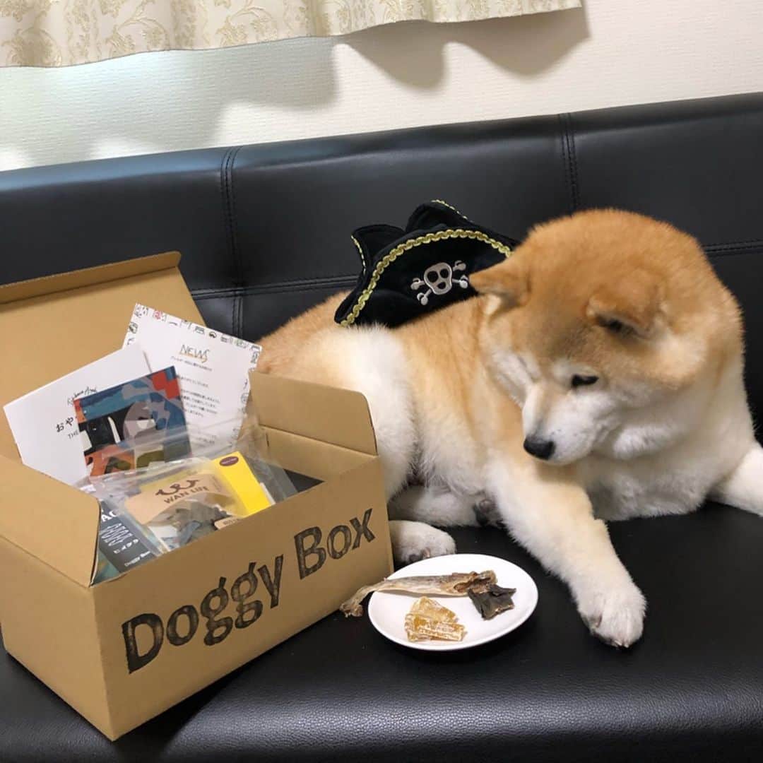 いなりさんのインスタグラム写真 - (いなりInstagram)「@doggybox_jp  さんのドギーボックス届きました♡ いなりヒートで食欲なかったり、避妊手術で投稿が遅くなりました!!(つω`*) ☆。.:＊・゜ いなり待ってるよ♡ お芋がお気に入りのようです♡ ☆。.:＊・゜ #doggybox  #ドギーボックス #おもちゃがヨダレまみれや #触る勇気を下さい #柴 #しば #しばいぬ #日本犬 #いぬバカ部 #犬#shiba #shibainu  #shibadog #shibarbucks #shibastagram #japanesedog」5月19日 16時32分 - shibainuinari