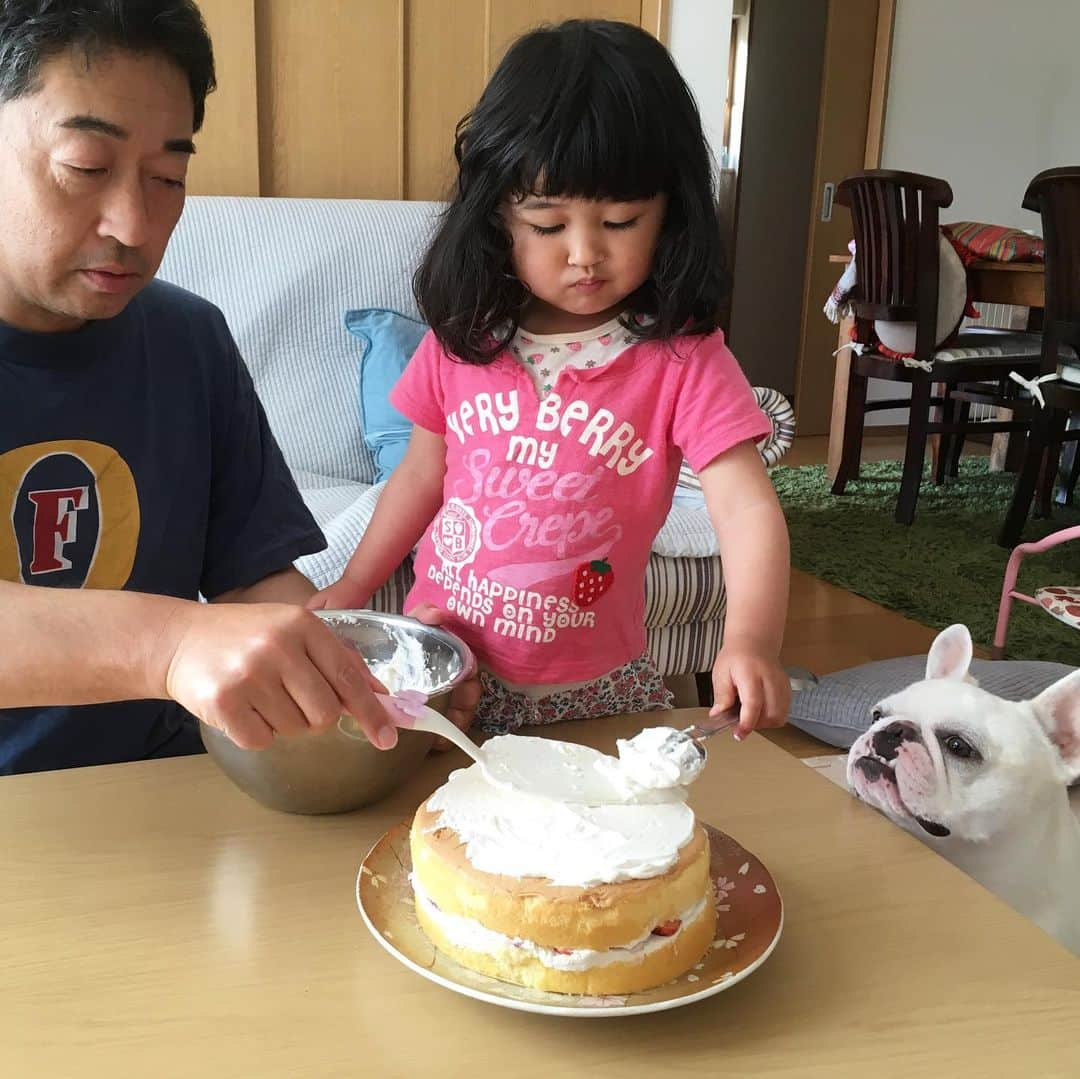 ちえぶぅたさんのインスタグラム写真 - (ちえぶぅたInstagram)「今日は姫3歳の誕生日。 パパ初めてのケーキ作り(デコレーションしただけ) #ぶぅとパパシリーズ#フレンチブルドッグ#フレンチブルドッグクリーム#フレブル#鼻ぺちゃ#子どもと犬#3歳#frenchbulldog#bulldog#dogstagram」5月19日 16時48分 - chiebuuta