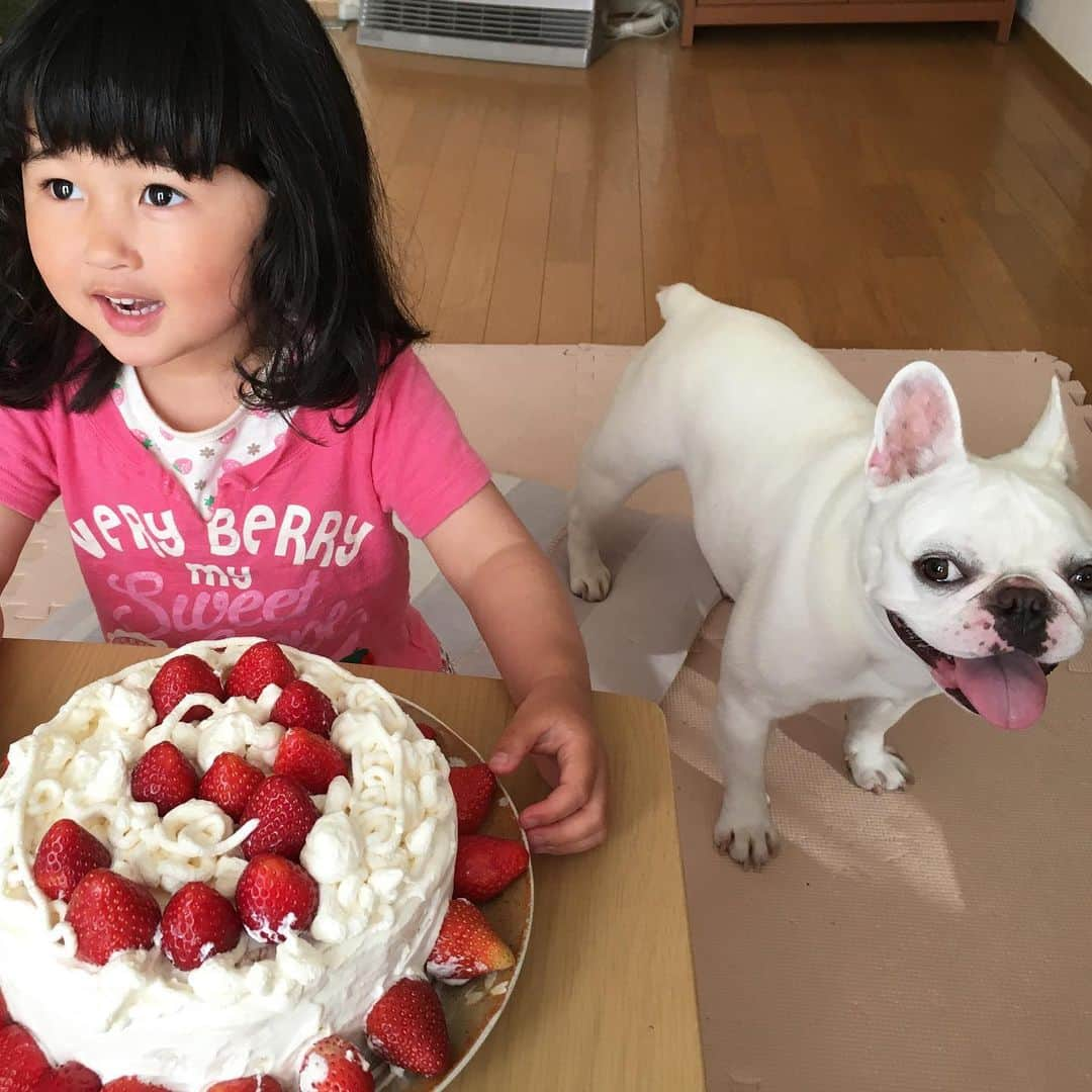 ちえぶぅたさんのインスタグラム写真 - (ちえぶぅたInstagram)「今日は姫3歳の誕生日。 パパ初めてのケーキ作り(デコレーションしただけ) #ぶぅとパパシリーズ#フレンチブルドッグ#フレンチブルドッグクリーム#フレブル#鼻ぺちゃ#子どもと犬#3歳#frenchbulldog#bulldog#dogstagram」5月19日 16時48分 - chiebuuta