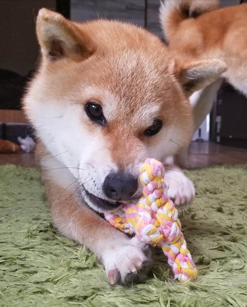 柴犬たま Shibainu Tamaさんのインスタグラム写真 - (柴犬たま Shibainu TamaInstagram)「新しいおもちゃを手に入れました🐻 * Caption trans🇬🇧 Meekeh got a new toy🐻 * #たま家族 #柴犬ミケ #柴犬動画 #新しいおもちゃ #くまちゃん #カミカミ #かなりひし形 #柴犬 #shiba #shibainu #shibastagram #犬 #dog」5月19日 16時55分 - tama7653