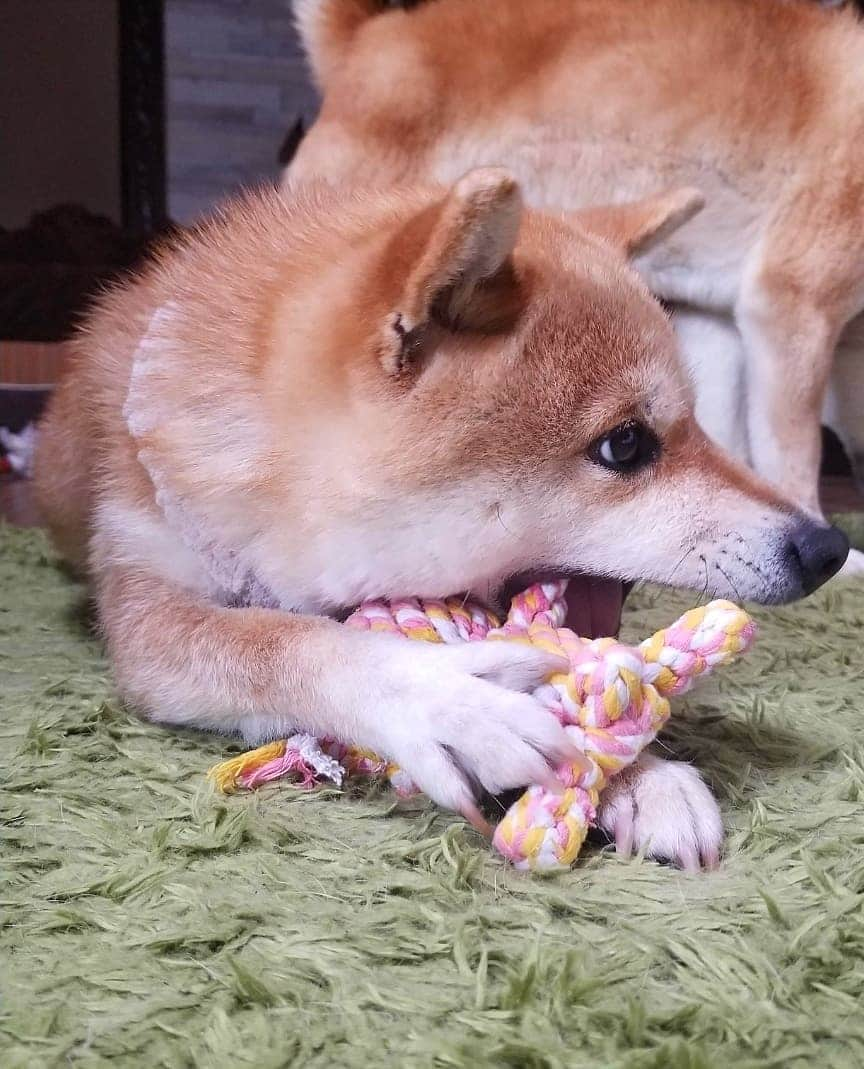 柴犬たま Shibainu Tamaさんのインスタグラム写真 - (柴犬たま Shibainu TamaInstagram)「新しいおもちゃを手に入れました🐻 * Caption trans🇬🇧 Meekeh got a new toy🐻 * #たま家族 #柴犬ミケ #柴犬動画 #新しいおもちゃ #くまちゃん #カミカミ #かなりひし形 #柴犬 #shiba #shibainu #shibastagram #犬 #dog」5月19日 16時55分 - tama7653