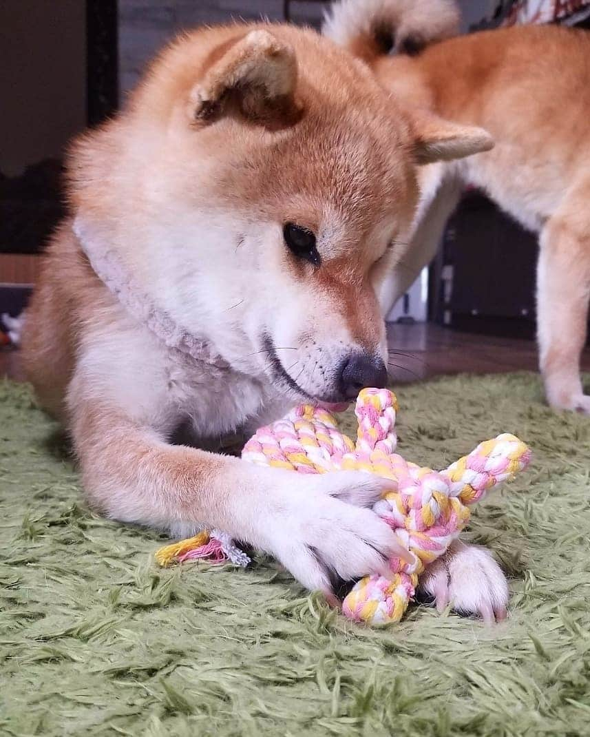 柴犬たま Shibainu Tamaさんのインスタグラム写真 - (柴犬たま Shibainu TamaInstagram)「新しいおもちゃを手に入れました🐻 * Caption trans🇬🇧 Meekeh got a new toy🐻 * #たま家族 #柴犬ミケ #柴犬動画 #新しいおもちゃ #くまちゃん #カミカミ #かなりひし形 #柴犬 #shiba #shibainu #shibastagram #犬 #dog」5月19日 16時55分 - tama7653