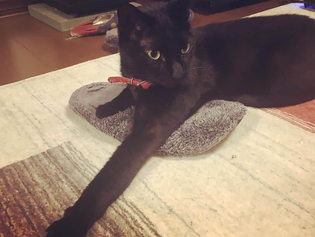 入山法子さんのインスタグラム写真 - (入山法子Instagram)「「おっきくなったら、このたくましの、すりっぱになりたいです！」 .  #ダン謎のスリッパブーム #😹 #黒猫 #blackcat」5月19日 17時03分 - iriyamanoriko_official
