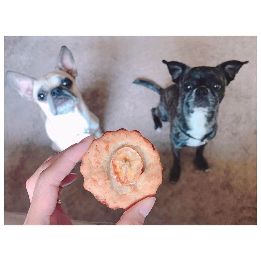 のインスタグラム：「久々に朝からお菓子作り。 食べるなら体に優しいおやつを食べよう。 と最近少し意識して実践してみてる。 完璧は無理だけど、できる範囲でね。 じゃ、作ってみようと思いついでに我が子たちも食べられるモノにしてみました。 米粉、ココナッツオイル、アルミニウムフリーのベイキングパウダー、卵で作ったバナナカップケーキ。 ちょっと膨らみ足らずでしたが、しっとりモチっとした出来上がりで砂糖不使用だけどバナナそのものの甘みで充分美味しかったです。 最近たまにバナナをおやつにあげていたので我が子も大興奮。 一緒に食べられる体に優しいおやつ。 良いかも😋 #yum #yummy #bananacake #cooking #dogsnack #ぽにトト」