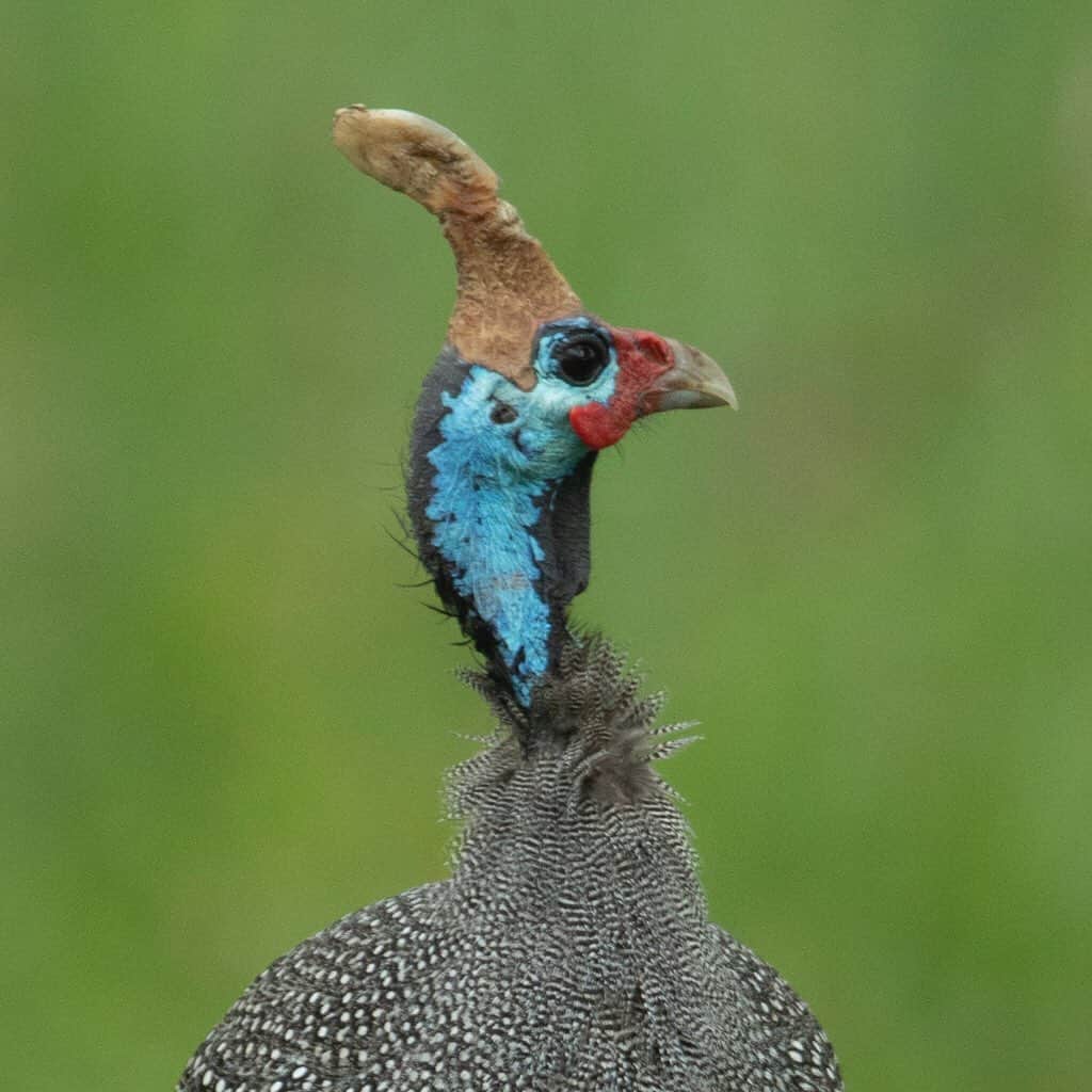 Tim Lamanさんのインスタグラム写真 - (Tim LamanInstagram)「Photos by @TimLaman.  The Helmeted Guineafowl is a pretty wacky looking bird.  Swipe for a profile shot.  Shot on my current photo safari in Tanzania.  Stay tuned @TimLaman for more. #Tanzania #birds #Africa #hopecollege」5月20日 3時45分 - timlaman