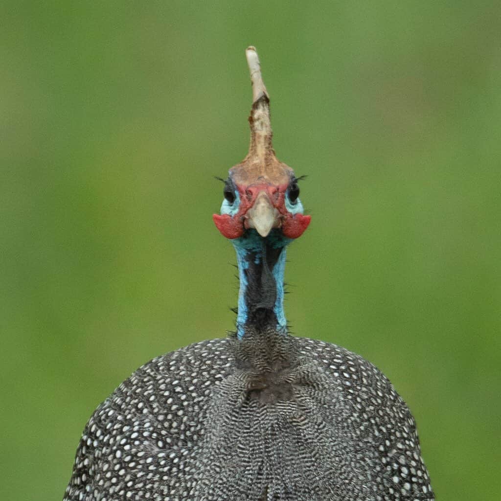 Tim Lamanさんのインスタグラム写真 - (Tim LamanInstagram)「Photos by @TimLaman.  The Helmeted Guineafowl is a pretty wacky looking bird.  Swipe for a profile shot.  Shot on my current photo safari in Tanzania.  Stay tuned @TimLaman for more. #Tanzania #birds #Africa #hopecollege」5月20日 3時45分 - timlaman