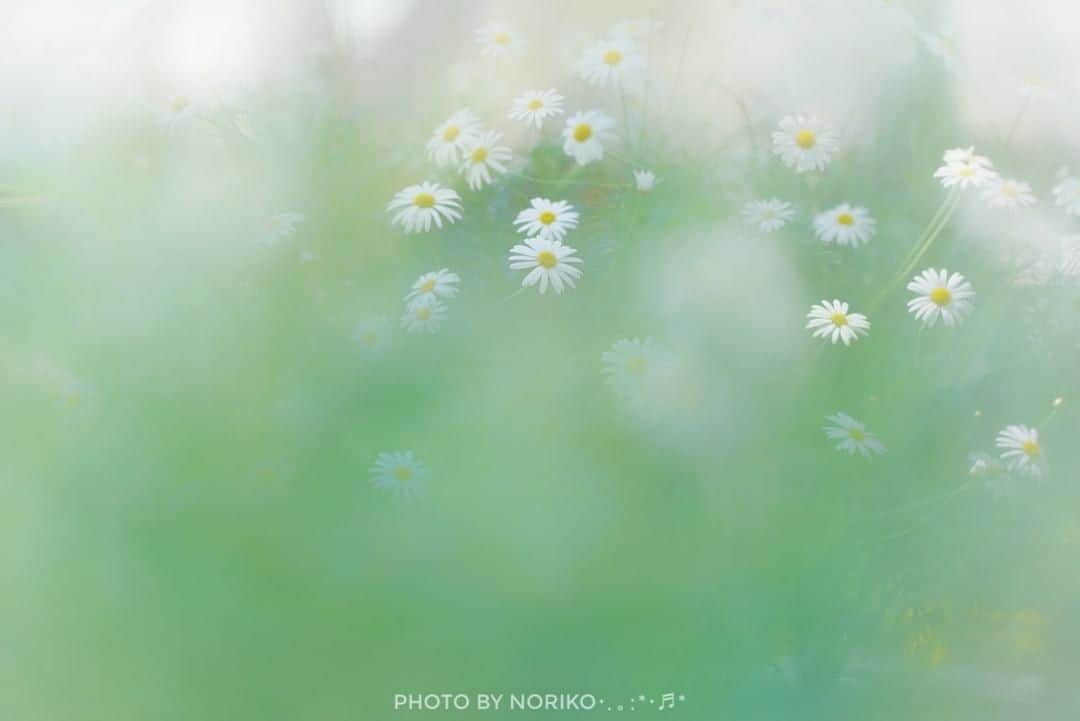 花の写真館のインスタグラム：「Photo by Noriko Sugimoto.⠀ https://www.facebook.com/noriko.sugimoto.921⠀ .⠀ Original Post[投稿頂いたURL]⠀ https://www.facebook.com/photo.php?fbid=1097841067069646⠀ .⠀ 本アカウントは、 #私の花の写真 をつけてInstagramに投稿された皆さまの花の写真や、「花の写真館」Facebookページで投稿された花の写真を紹介します。⠀ 「花の写真館」Facebookページは、「 @floral.photograph 」のプロフィールにあるURLからご覧ください。⠀ .⠀ #花の写真館 #floralphotograph #floralphoto #flower #flowers #富士フイルム #FUJIFILM⠀ Follow: @floral.photograph」