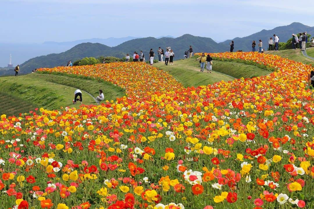 Ayaさんのインスタグラム写真 - (AyaInstagram)「あわじ花さじき🧡❤️💛 綺麗やったーっ！🥰✨ #兵庫県#淡路島#淡路#あわじ花さじき#お花畑#はなさじき#青空#ポピー#ポピー畑#家族day#family #awajishima#awaji#flower#canon#canoneos9000d」5月19日 19時43分 - aya__fit