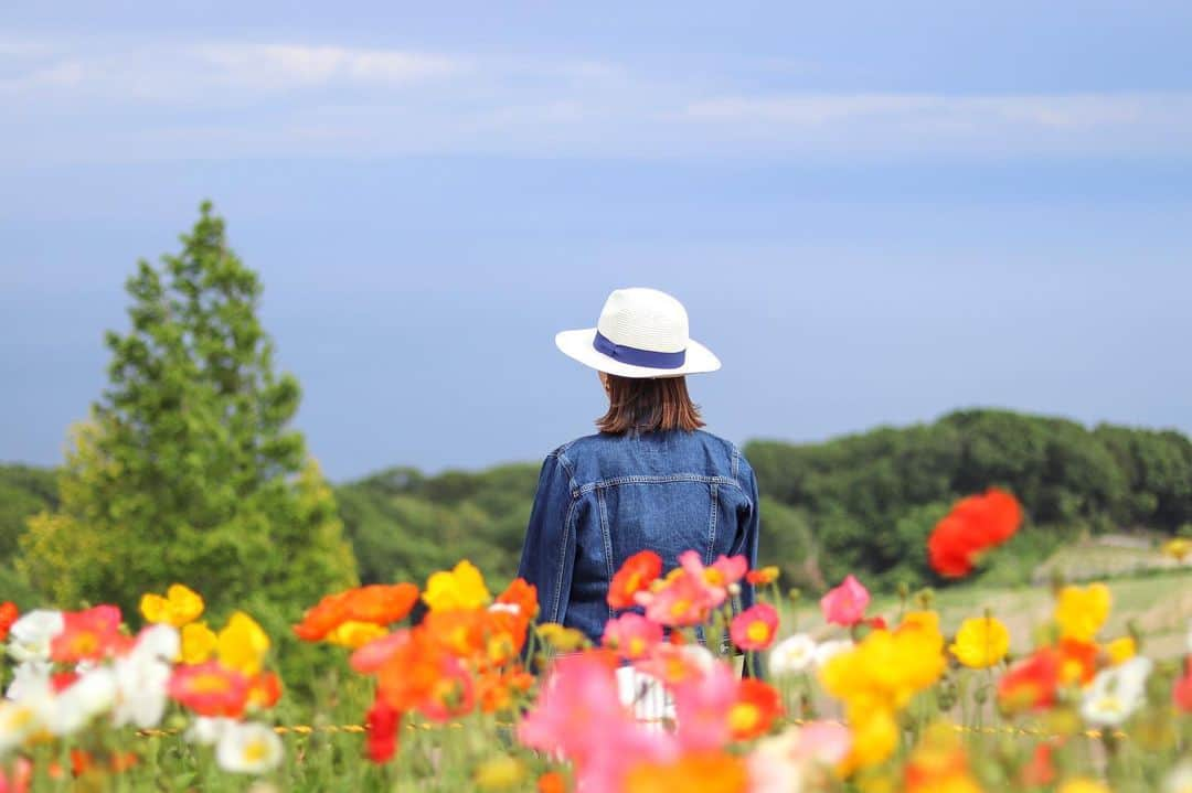 Ayaさんのインスタグラム写真 - (AyaInstagram)「あわじ花さじき🧡❤️💛 綺麗やったーっ！🥰✨ #兵庫県#淡路島#淡路#あわじ花さじき#お花畑#はなさじき#青空#ポピー#ポピー畑#家族day#family #awajishima#awaji#flower#canon#canoneos9000d」5月19日 19時43分 - aya__fit