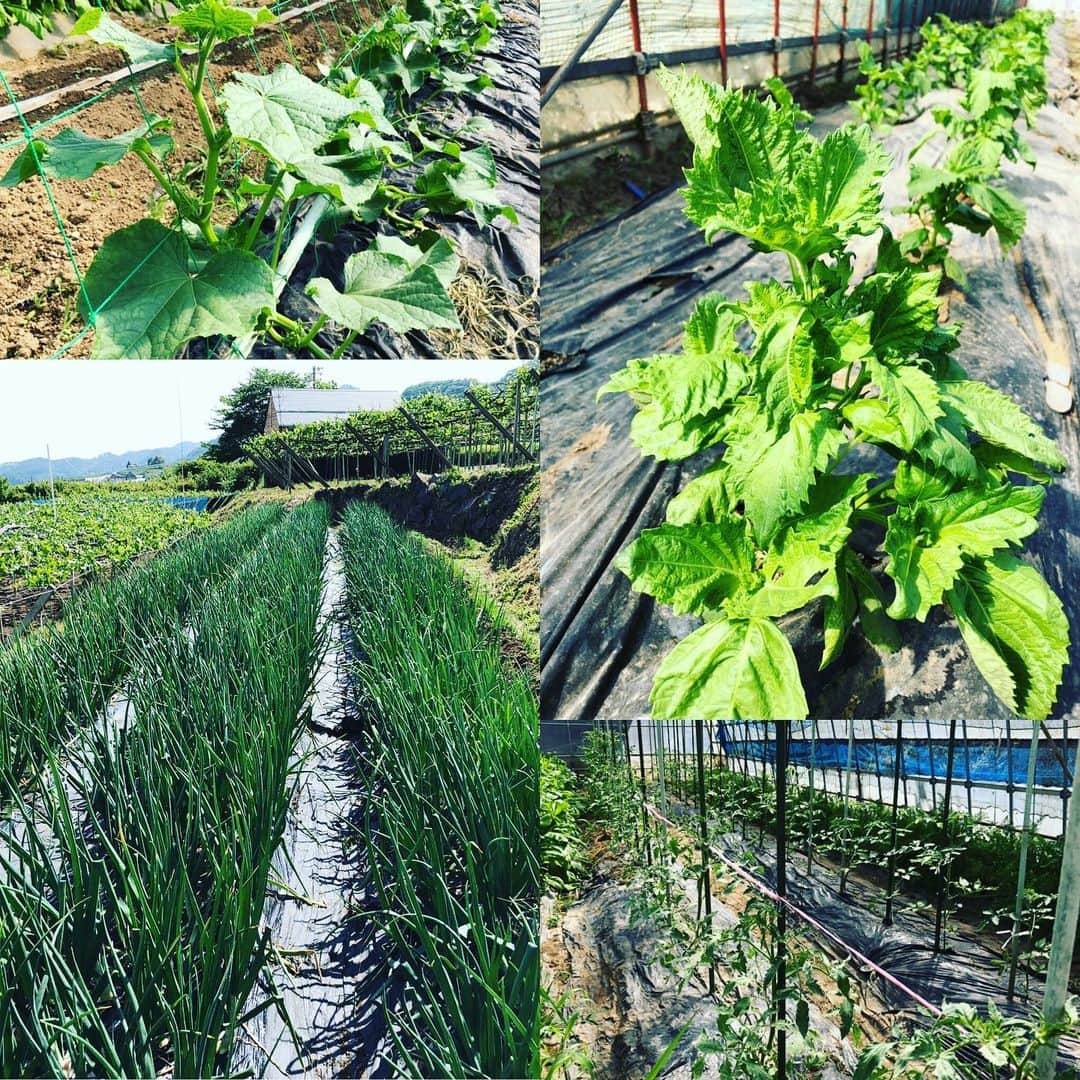 ツチと実のインスタグラム：「こんばんは！ ツチと実です。  本日はツチと実で作っている野菜のお知らせです。 毎年、ぶどうと一緒に野菜も作っています。  出荷ではなく、ツチと実のバーベキューでお肉と一緒に提供したり、 我が社が経営している完熟屋を始めとした飲食店で使っています。  無農薬野菜で育てているので、安心安全で召し上がる事が出来ます。  ツチと実でバーベキューや完熟屋でお食事の際は野菜も味わってみて下さいね。  今年もお待ちしています。  #ツチと実 #山梨 #勝沼 #ぶどう狩り #野菜 #完熟屋 #無農薬」