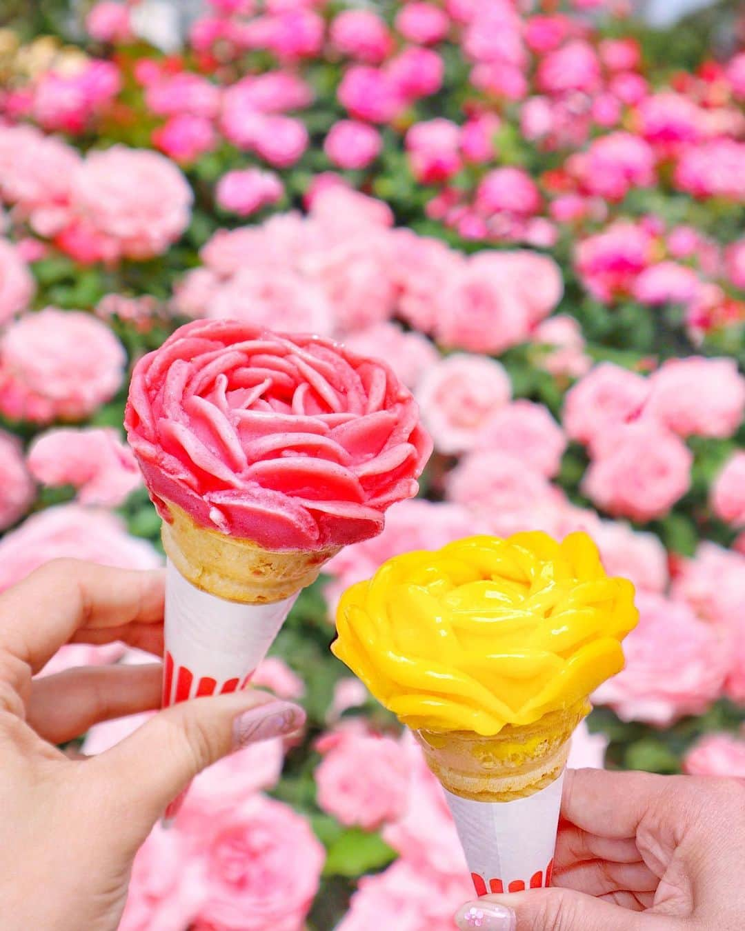 小沼瑞季さんのインスタグラム写真 - (小沼瑞季Instagram)「🌹💗🌹🧡﻿ ﻿ ﻿ バラ盛りジェラート🍨🌹✨﻿ 土日限定なんだそう🐰﻿ ﻿ どこもかしこも素敵なバラばかりだから﻿ どこで撮っても映える！！📷💓﻿ ﻿ 去年平日に行って食べれなかったから﻿ 今年は食べれて嬉しいっ😍✨﻿ ﻿ フランボワーズとマンゴー味でした💗🧡💗🧡﻿ ﻿ 他にも気になるバラ味のジェラートがあって﻿ 今度はそれも食べたいな...🐷💕﻿ ﻿ ﻿ #rosegarden#flowergarden#gelato#rosegelato#京成バラ園#バラ園#バラ#薔薇#お花畑#千葉#花のある暮らし#花のある生活#ローズガーデン#ジェラート#アイス#アイスクリーム#ジェラート#バラアイス#バラジェラート#フォトジェニック#みいきとらべる✈️#みいきのカフェめぐり☕️🍰」5月19日 19時54分 - mizukikonuma