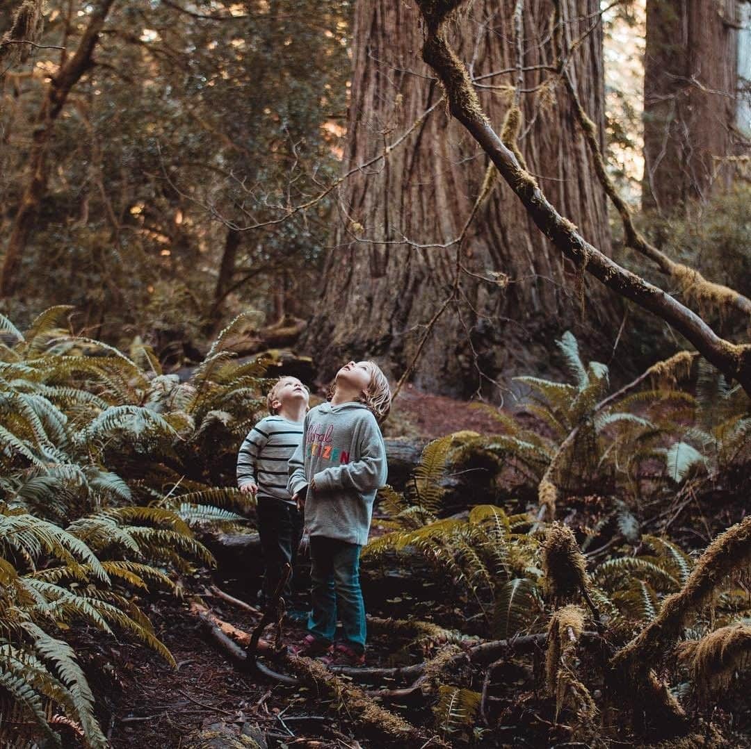 REIさんのインスタグラム写真 - (REIInstagram)「“Look at that big tree!” -“Which one?!” // @remember.2.explore in Redwood National and State Parks, #California. #OptOutside」5月19日 20時01分 - rei