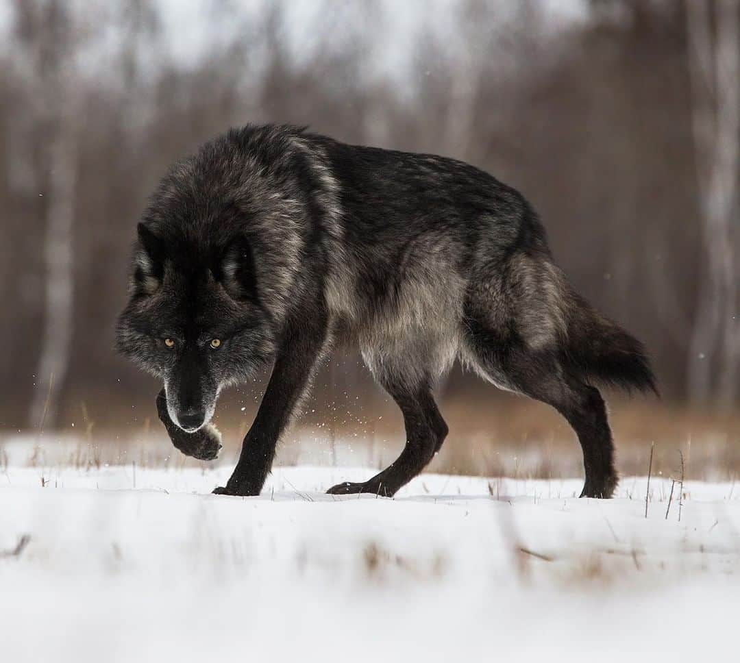 Discoveryさんのインスタグラム写真 - (DiscoveryInstagram)「“The rightful King in the North.” 🐺 📸 + caption by Chris Montano Jr. (@cjm_photography) . . . . #photography #photooftheday #explore #naturephotography #nature #potd #wildlifeIG #GameofThrones #direwolf #GOT #Sunday #wolf #BlackTimberWolf」5月19日 20時12分 - discovery