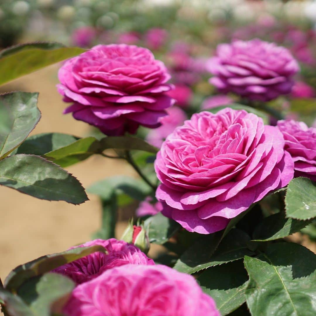 みかんさんのインスタグラム写真 - (みかんInstagram)「. #バラ  #rose #与野公園  #mikanmamahana」5月19日 20時23分 - aja.ri