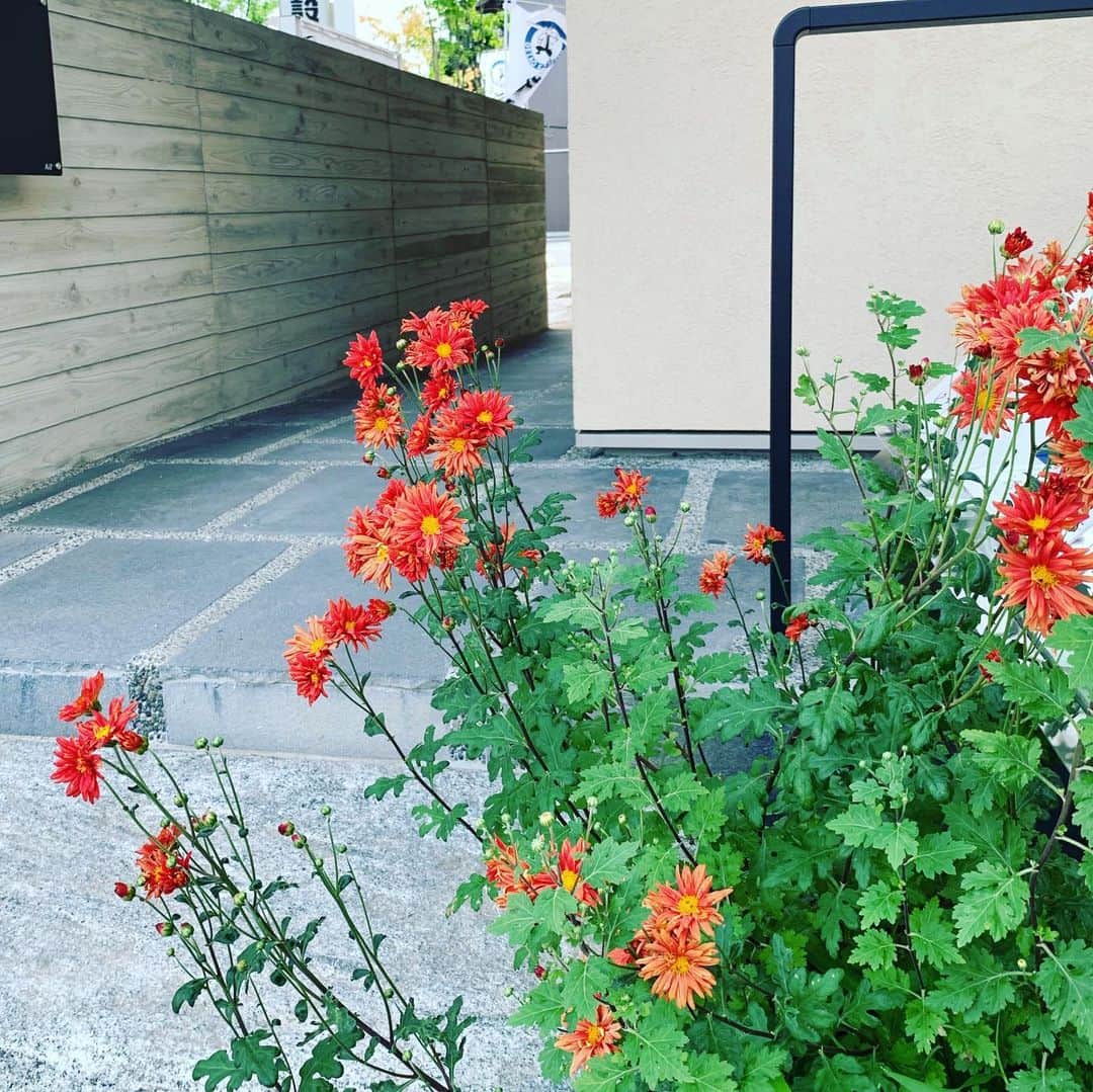 デザオ建設北野展示場さんのインスタグラム写真 - (デザオ建設北野展示場Instagram)「初夏です。 シランの盛りはそろそろ過ぎて。 アプローチでは菊の花、コレは、しかし、勘違いっ子？？中庭では紫陽花、今年も無事スタンバってくれてます^ - ^ #つなぐモデルハウスとこしえ  #平成最後の4月  #デザオ建設北野展示場  #上七軒 #デザオ建設 #DEZAO  #DsLABO #京都 #リノベーション #リフォーム  #リノベ #注文住宅  #家 #住宅 #建築 #暮らし #マイホーム#インテリア #デザイン #家づくり #木の家#和風モダン  #house #design #interior #architecture #myhome #home」5月19日 20時18分 - dezao_kitano2018