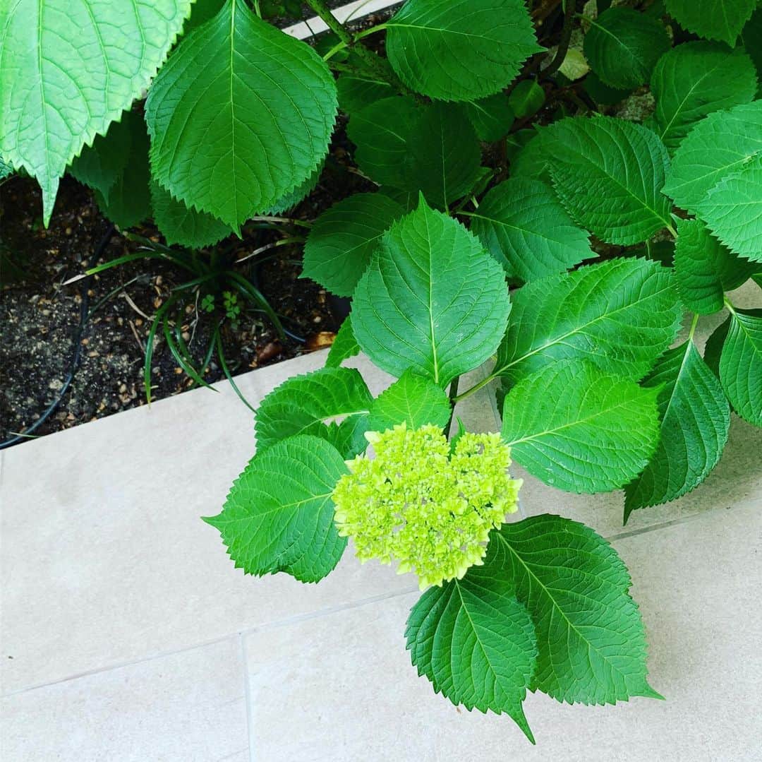 デザオ建設北野展示場さんのインスタグラム写真 - (デザオ建設北野展示場Instagram)「初夏です。 シランの盛りはそろそろ過ぎて。 アプローチでは菊の花、コレは、しかし、勘違いっ子？？中庭では紫陽花、今年も無事スタンバってくれてます^ - ^ #つなぐモデルハウスとこしえ  #平成最後の4月  #デザオ建設北野展示場  #上七軒 #デザオ建設 #DEZAO  #DsLABO #京都 #リノベーション #リフォーム  #リノベ #注文住宅  #家 #住宅 #建築 #暮らし #マイホーム#インテリア #デザイン #家づくり #木の家#和風モダン  #house #design #interior #architecture #myhome #home」5月19日 20時18分 - dezao_kitano2018