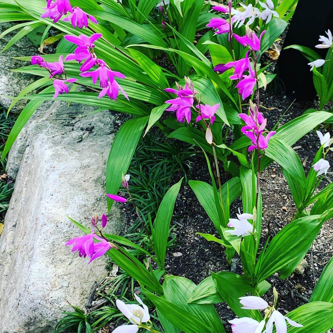 デザオ建設北野展示場さんのインスタグラム写真 - (デザオ建設北野展示場Instagram)「初夏です。 シランの盛りはそろそろ過ぎて。 アプローチでは菊の花、コレは、しかし、勘違いっ子？？中庭では紫陽花、今年も無事スタンバってくれてます^ - ^ #つなぐモデルハウスとこしえ  #平成最後の4月  #デザオ建設北野展示場  #上七軒 #デザオ建設 #DEZAO  #DsLABO #京都 #リノベーション #リフォーム  #リノベ #注文住宅  #家 #住宅 #建築 #暮らし #マイホーム#インテリア #デザイン #家づくり #木の家#和風モダン  #house #design #interior #architecture #myhome #home」5月19日 20時18分 - dezao_kitano2018