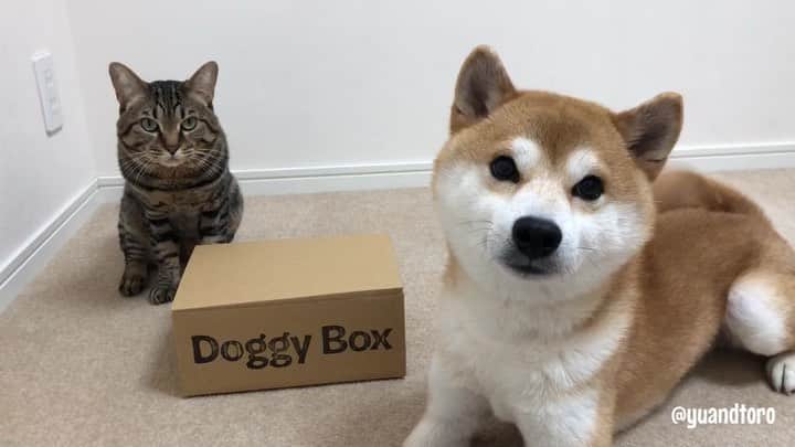 のインスタグラム：「. Present🎁 Yu🐶Toro🐱 . ドギーボックスさん（ @doggybox_jp ）から贈り物が届きました😆 開けて一番目を引いたのは、海賊の帽子！ ぎゃぁ、可愛い！ 被らせてみたいと思うやいなや、ゆうが噛み付く😂 噛んだらピフッ！って音が鳴った。 え？え？えぇ？ これコスプレ帽子じゃなくてワンちゃん用の噛むオモチャだそう😳 噛まれる前に被せたい！ 百均で材料買ってきて、紐とかつけたよ♪ 長さ調節できるから、ゆうとろ両方被れるよ😆 とろが目つき悪いから似合うでしょ？😂 . #doggybox #ドギボ #ゆうが激しい😂 #ひめたらとレバー入ってた！ #干し芋まで入ってた！」