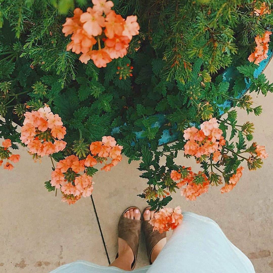 のインスタグラム：「. 6月 前半 Kastaneベースヤード出勤日 3.6.7.9.10.13.15 お待ちしております 🏵 🏵」