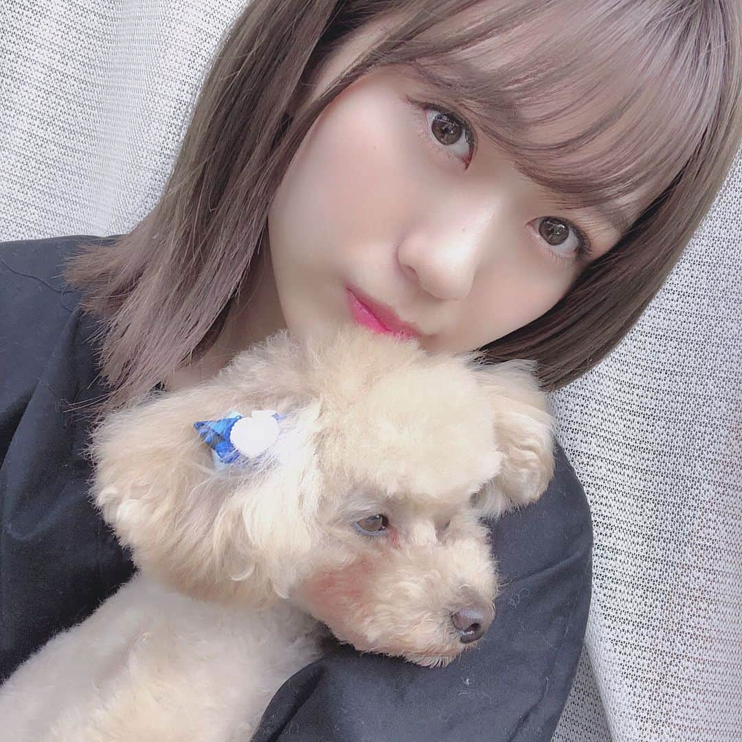 篠崎彩奈さんのインスタグラム写真 - (篠崎彩奈Instagram)「_ トリミングしたもなちゃんが可愛くて可愛くて たくさん愛でています...❤︎ . . 最近は #セブ島女子旅ガイドブック のモデルオーディションのため 毎日SHOWROOMを ずーっとしていますが笑 応援してくださってる皆さんありがとうございます😊 残り6日間！！まだ先は長いけど 頑張りましょうね🥺 . . まだ見たことないよーって方は 書道とかやってるので是非見にきて見てください☺️ 書道プロフィール欄の固定ストーリーに載せたよ😊 #トイプードル #トリミング #SHOWROOM #セブ島ガイドブック #セブ島」5月19日 20時46分 - ayana.s_official