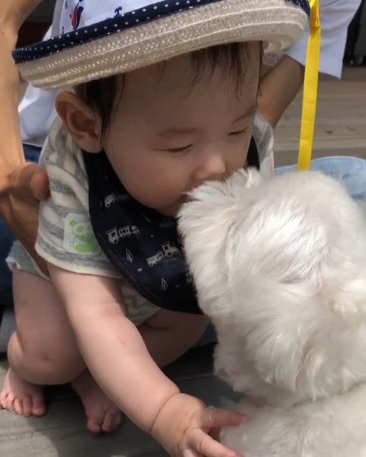 マルチーズ兄妹♡おかゆとおもちのグルメインスタ