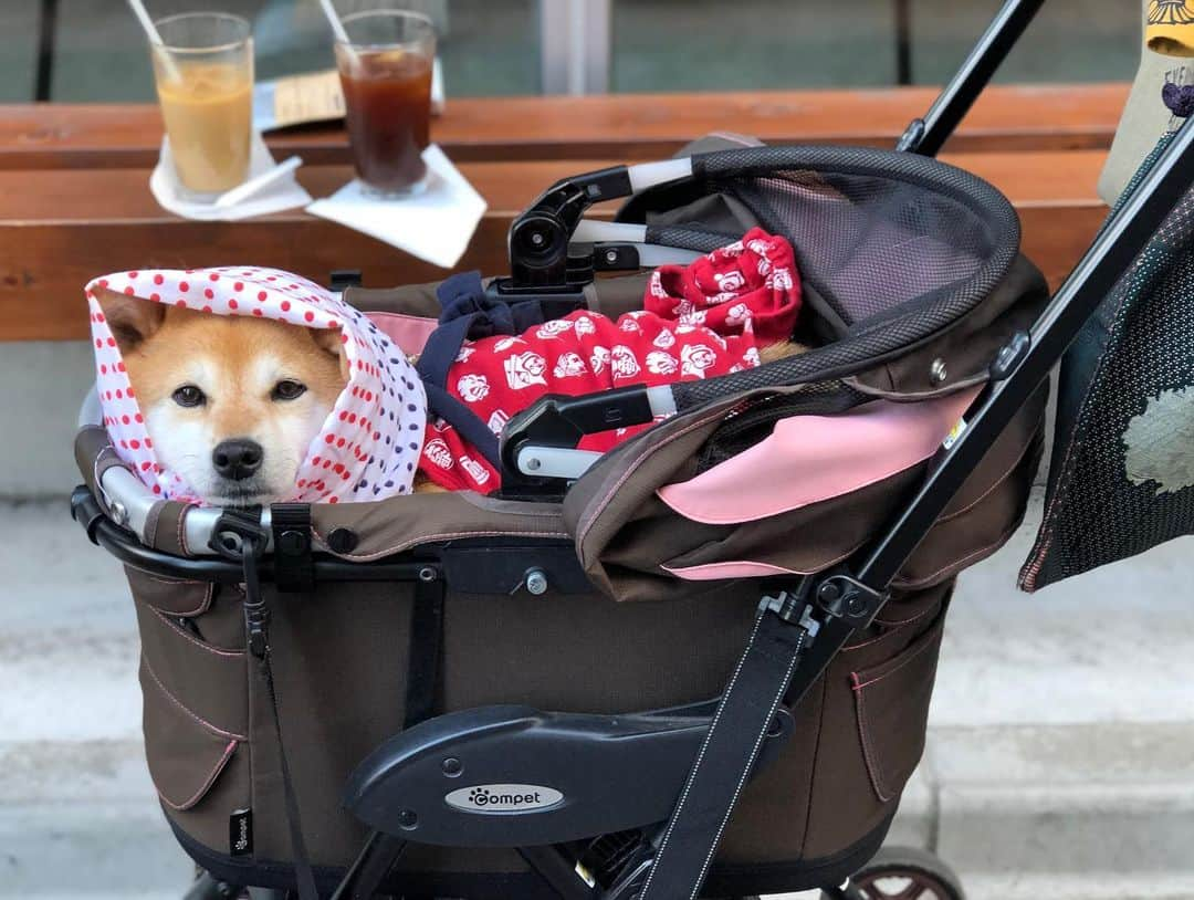 くるみさんのインスタグラム写真 - (くるみInstagram)「. お祭り🏮 それは柴犬が糸目になる日  シンバさん @yuuumi713  コービーさん @kobe0315shiba  ありがとうございますた☺️ , , #6枚目シンちゃんの横の馬券が #浅草感丸出し #三社祭 #」5月19日 21時33分 - kurukurukurumi222