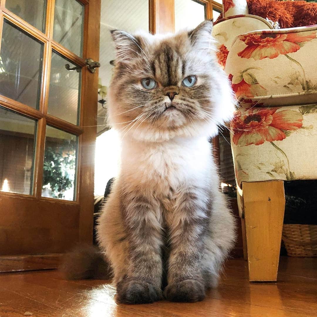CatStockerのインスタグラム：「Hello! #catstocker is here!  Follow our FURRriend @lynxpointmax  Scroll right for more pictures 👉 . . . . .  #cat #neko #mačka #chat #kočka #котка #kotek #kot #кіт #mače #кошка #кот #katze #gato #gatto #kissa #kattunge #猫 #고양이 #貓 #kedi #köttur  #子猫 #חתול #кішка #gatinho #котенок #gatito #kitten」