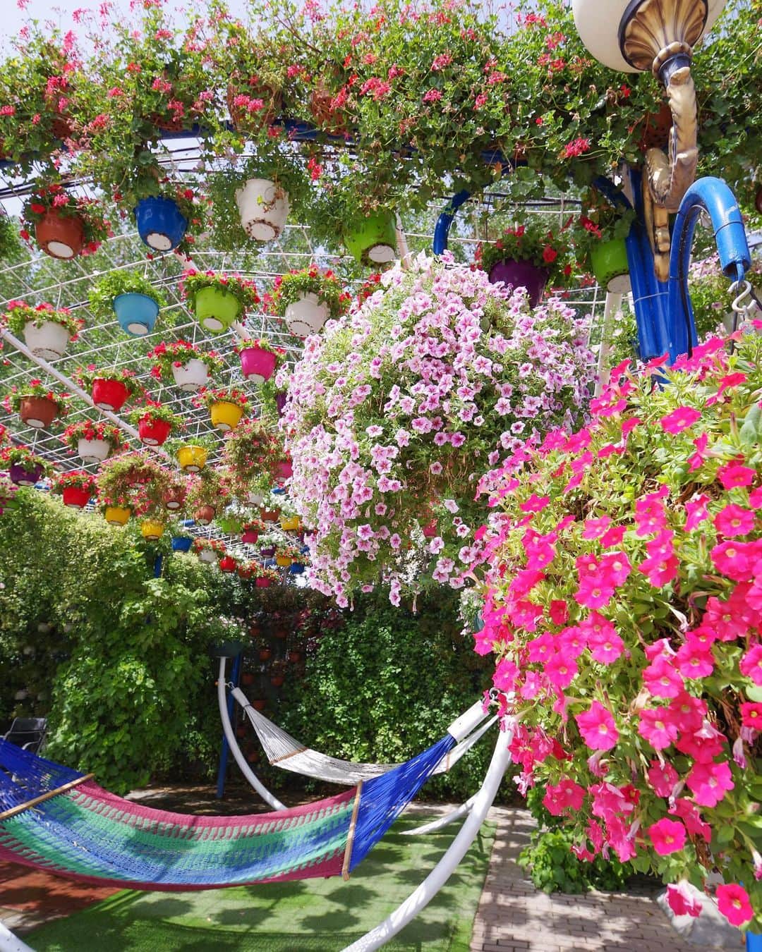 田島知華さんのインスタグラム写真 - (田島知華Instagram)「【UAE🇦🇪Dubai】 砂漠地帯に誕生した広大な花畑 『Miracle Garden(ミラクルガーデン)』 約5000万本もの花が植えられているのだそう。 夏のドバイは暑すぎるので 毎年11月〜5月の冬季期間限定でオープンします♪  前回ドバイを訪れたときはまだなくて、 出来てからずっと来たかったスポット。 今年の閉園間近に行ってきました🌻 Copyright © TAJIHARU  PENTAX K-1 MarkⅡ  HD PENTAX-D FA 15-30mmF2.8ED SDM WR HD PENTAX-D FA 28-105mmF3.5-5.6ED DC WR _ #たじはるトリップ #TAJIHARU_uae #アラブ首長国連邦 #ドバイ #中東 #ミラクルガーデン #unitedarabemirates #uae #abudhabi #dubai #miraclegarden #visitdubai #wonderful_places #beautifuldestinations #beautifulplace #earthpix #discoverglobe #discoverearth」5月19日 21時25分 - haruka_tajima