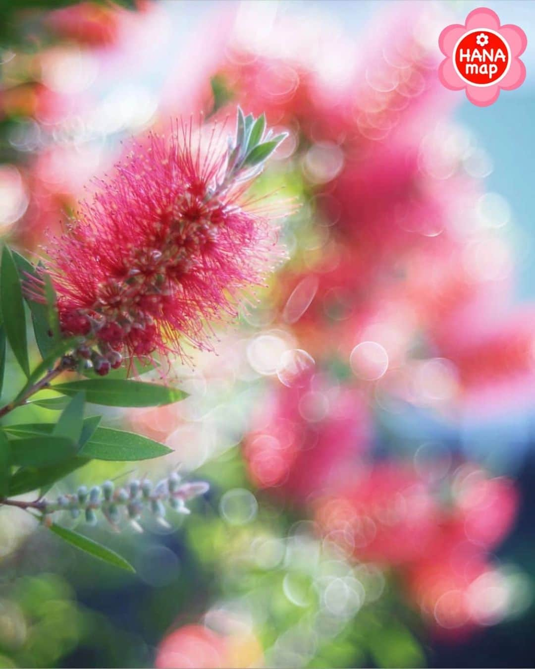 はなまっぷ❁日本の花風景のインスタグラム