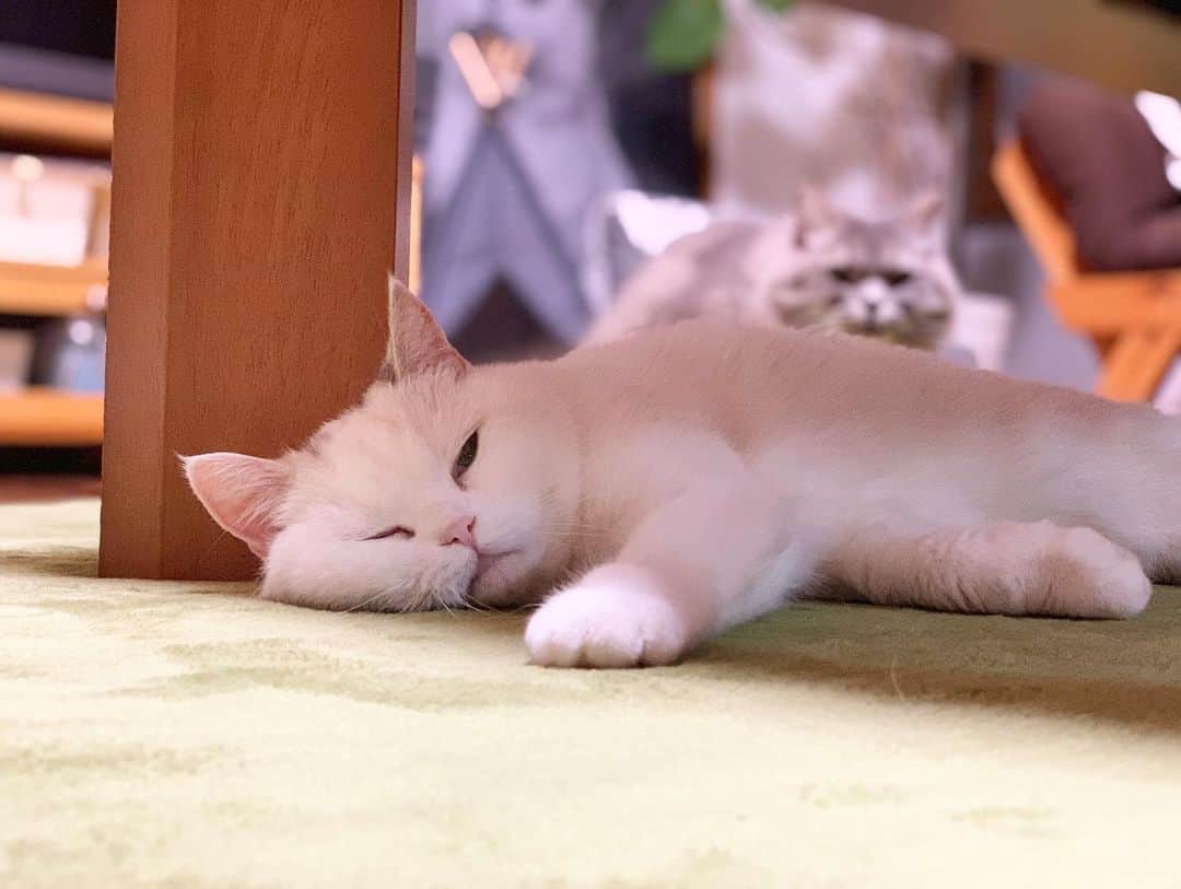 hanaのインスタグラム：「ハナちゃん後ろ〜！！笑 . . .  #銀ちゃんの顔が変態ぎみ  #scottishfold #cat #cats #catlover #cutcats #catsnap #catstagram #cats_of_instagram #catsmosh #catsofworld #cutepetclub #ilovemycat #ig_catclub #insta_kitten #fluffy #funnycritters #fluffypack #kitty #kawaii #kawaii_cat #world_kawaii_cat #bestmeow #meowbox #happypet #bestcats_ofthdworld #thatsbabyanimals #adorble」
